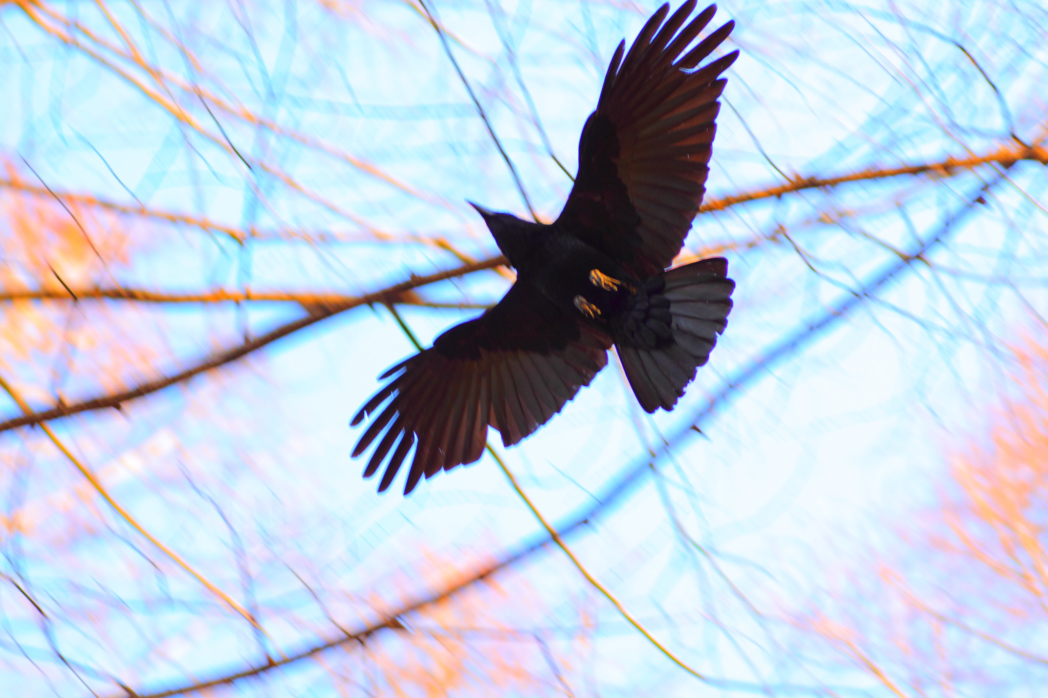 Canon EOS 50D + Tamron SP AF 90mm F2.8 Di Macro sample photo. I wanna fly. photography