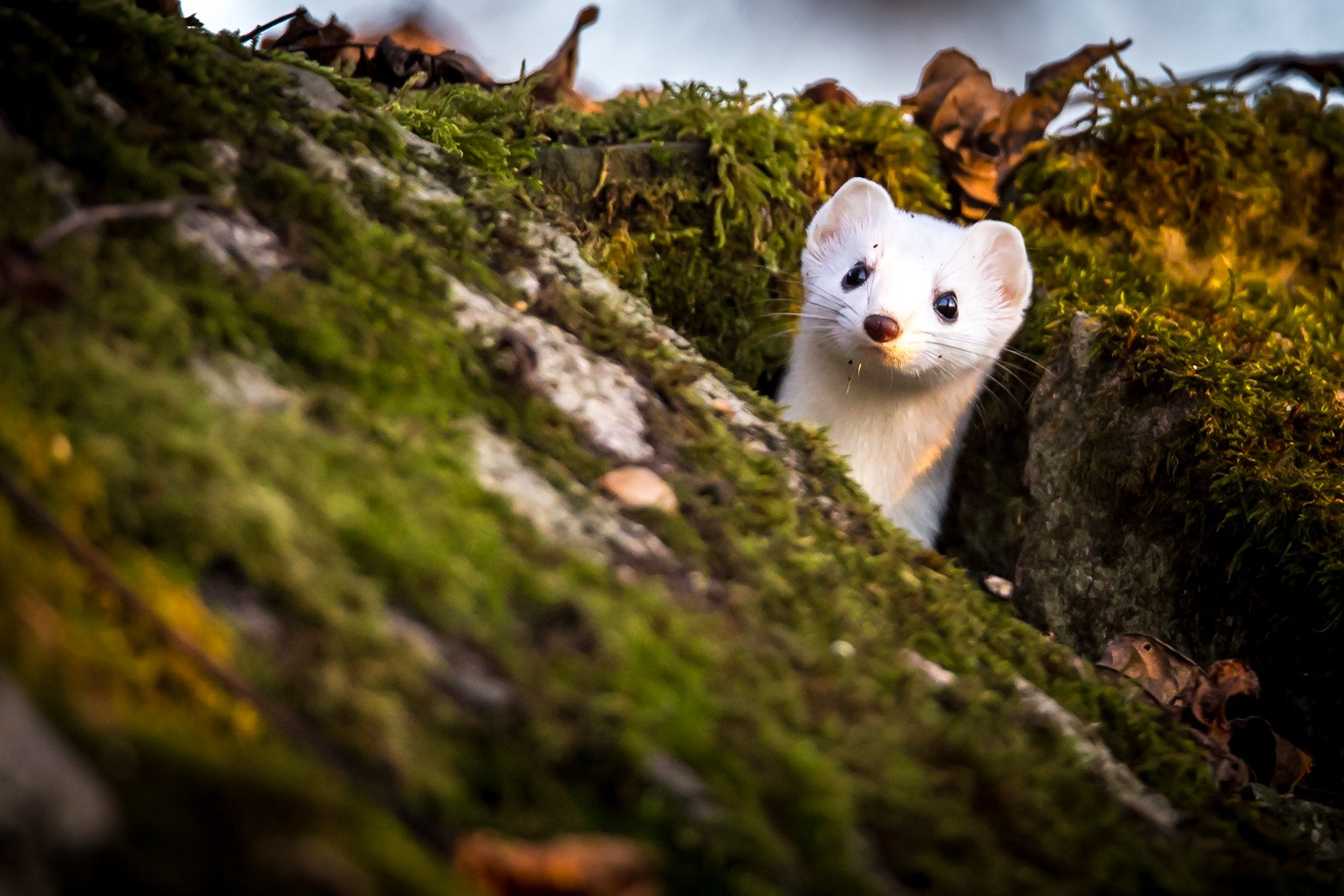 150-600mm F5-6.3 DG OS HSM | Sports 014 sample photo. Little marten photography