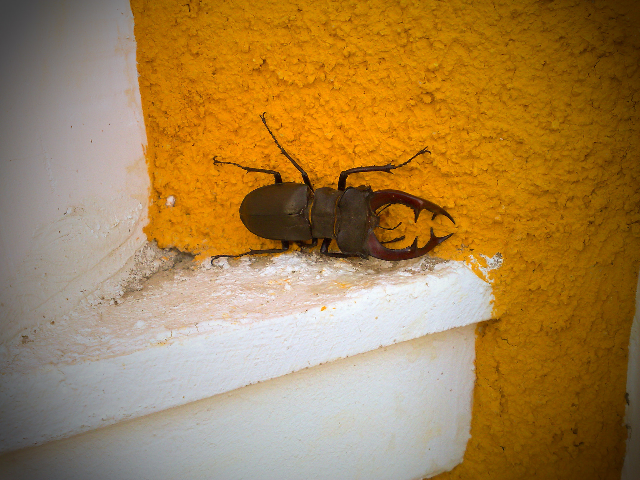 Nokia N95 sample photo. Watch out, bug.... photography