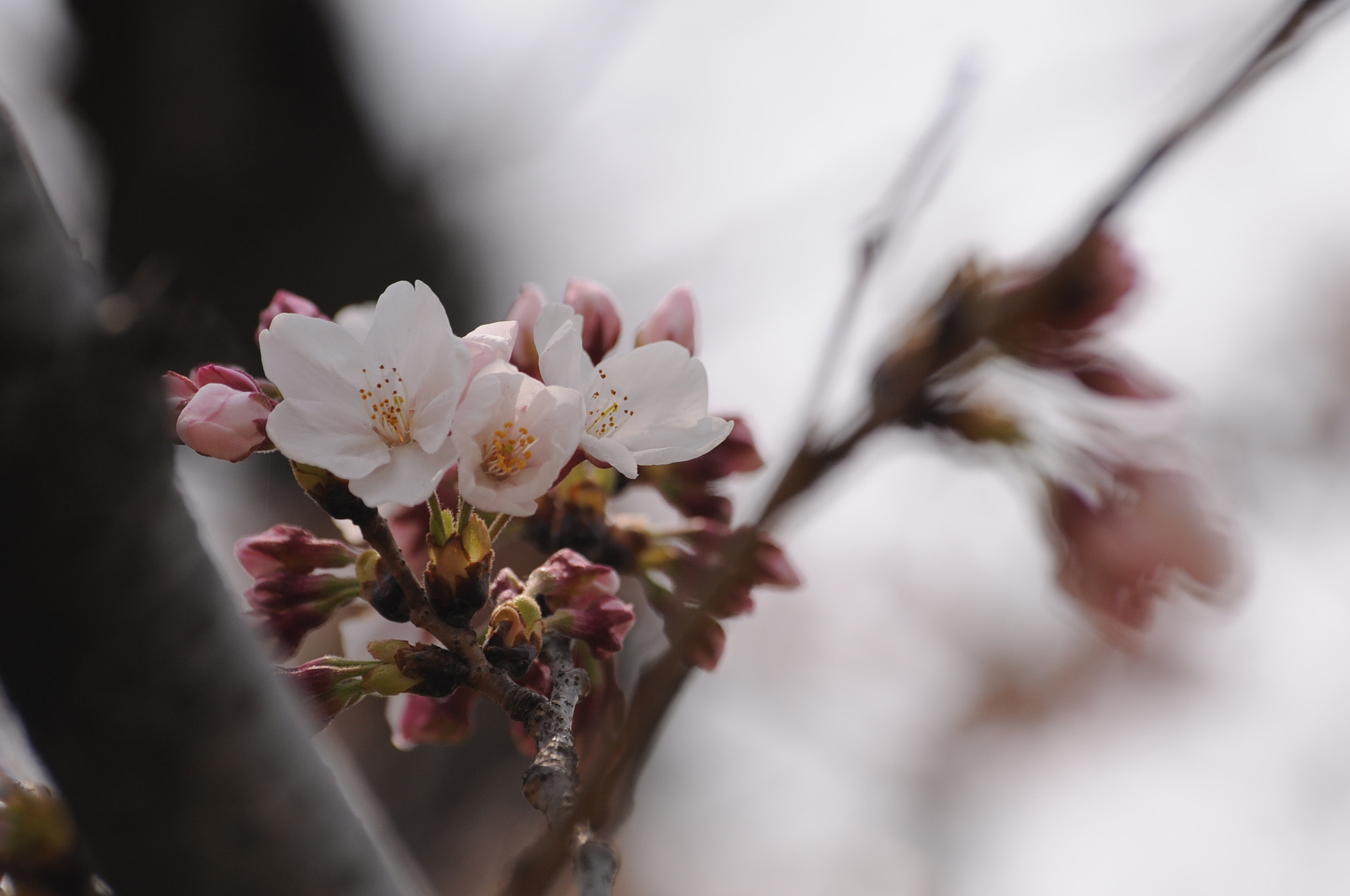 Nikon D300S + Sigma 70-300mm F4-5.6 APO DG Macro sample photo. Sakura   cherryblossom   photography