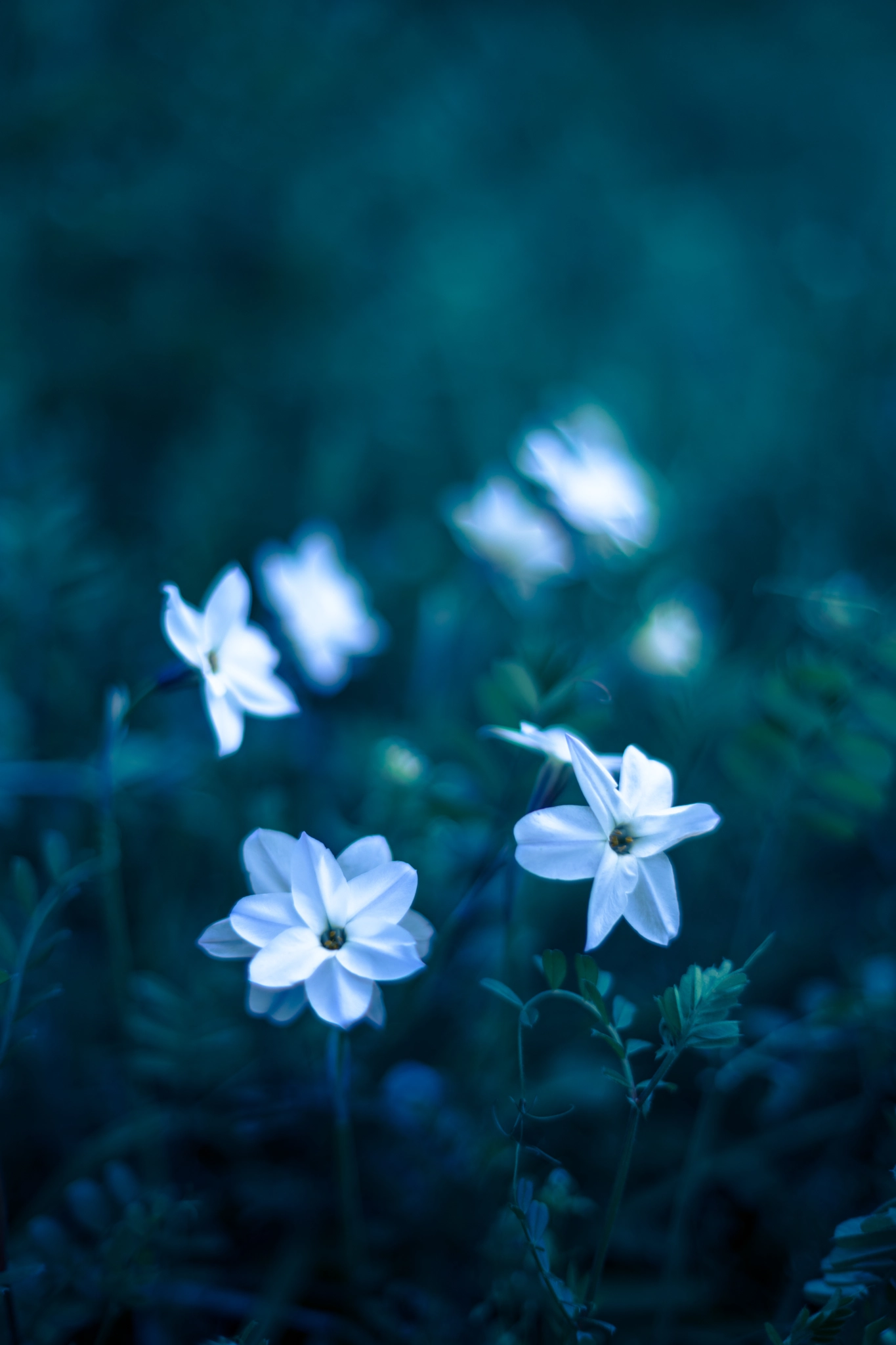 Sony a7 II + Sony 50mm F1.4 sample photo. はなにら（spring star） photography