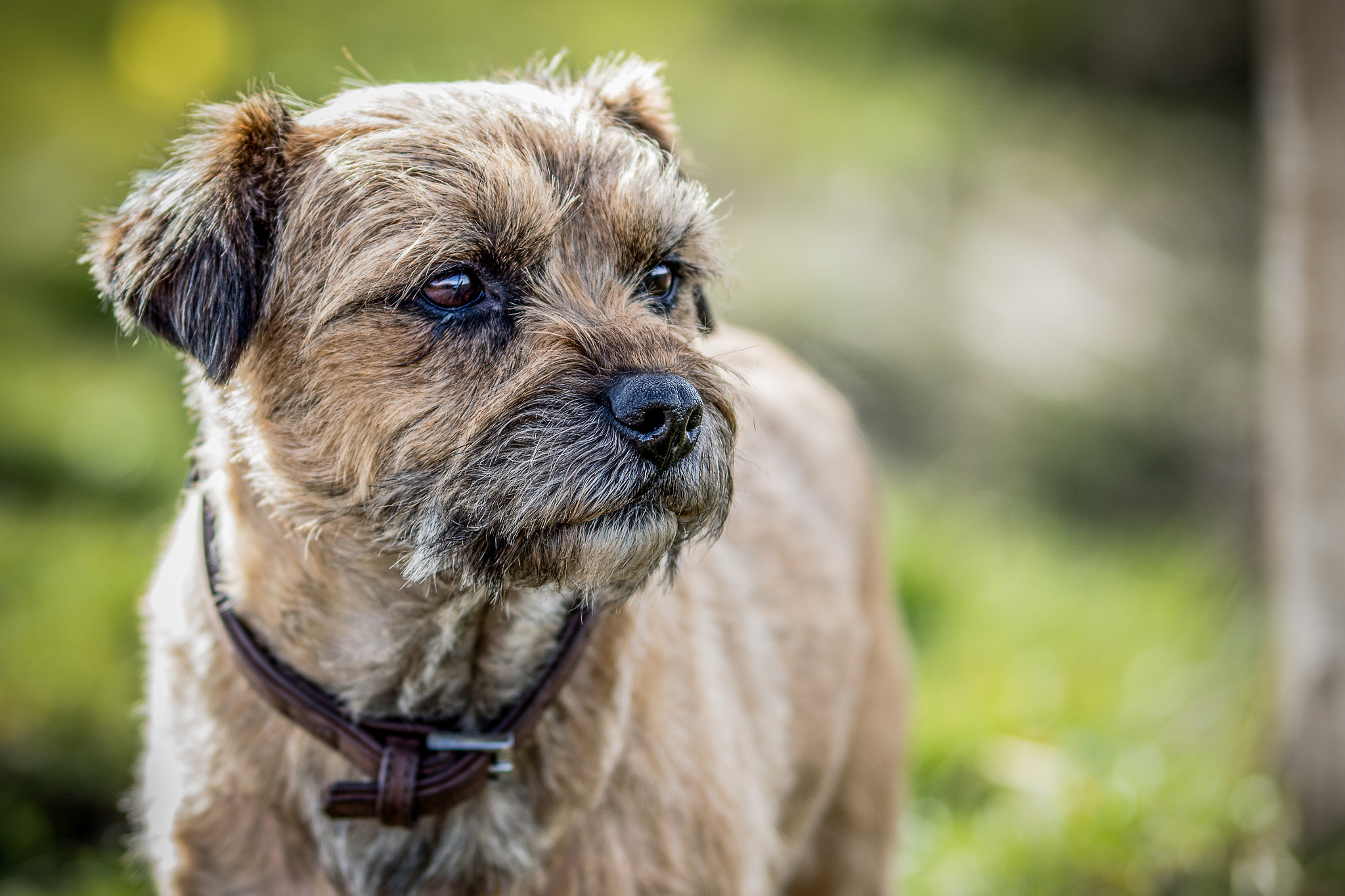 Nikon D3200 + Tamron SP AF 70-200mm F2.8 Di LD (IF) MACRO sample photo. Rolo, my border terrier. photography