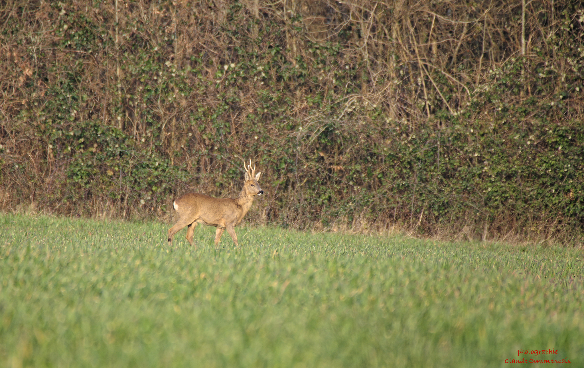 Sigma 50-500mm F4.5-6.3 DG OS HSM sample photo. Le brocart photography
