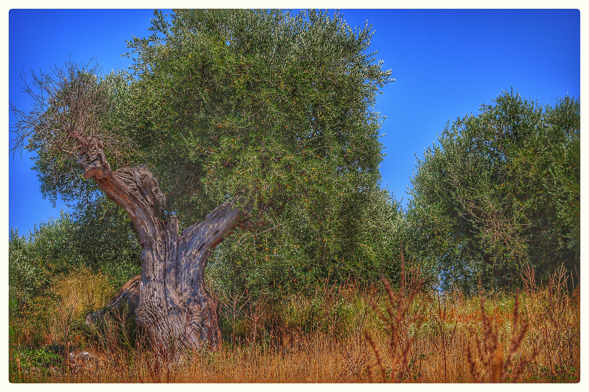 Canon EOS 600D (Rebel EOS T3i / EOS Kiss X5) + Canon 70-300mm sample photo. Illustre ancetre vegetal...... photography