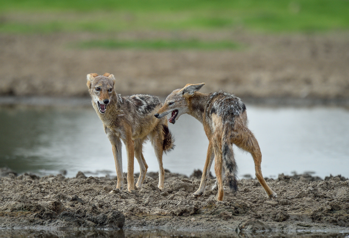 Nikon D4S + Nikon AF-S Nikkor 500mm F4G ED VR sample photo. Jackal photography