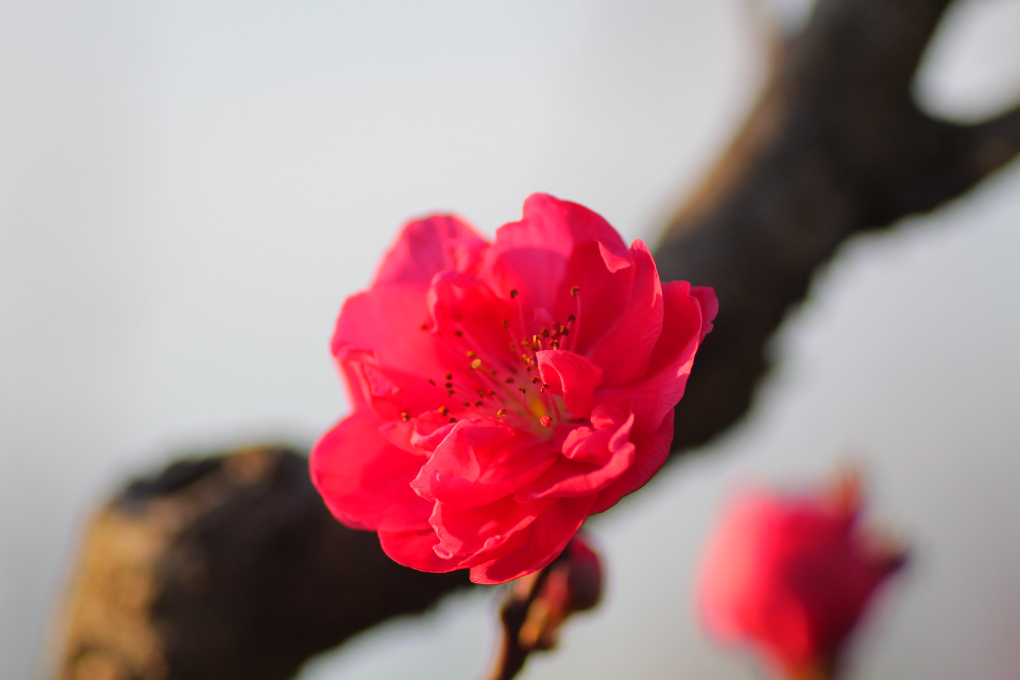 Canon EOS 50D + Tamron SP AF 90mm F2.8 Di Macro sample photo. Pretty plum photography