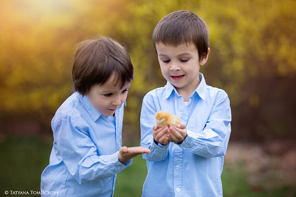 Little chick in child hands