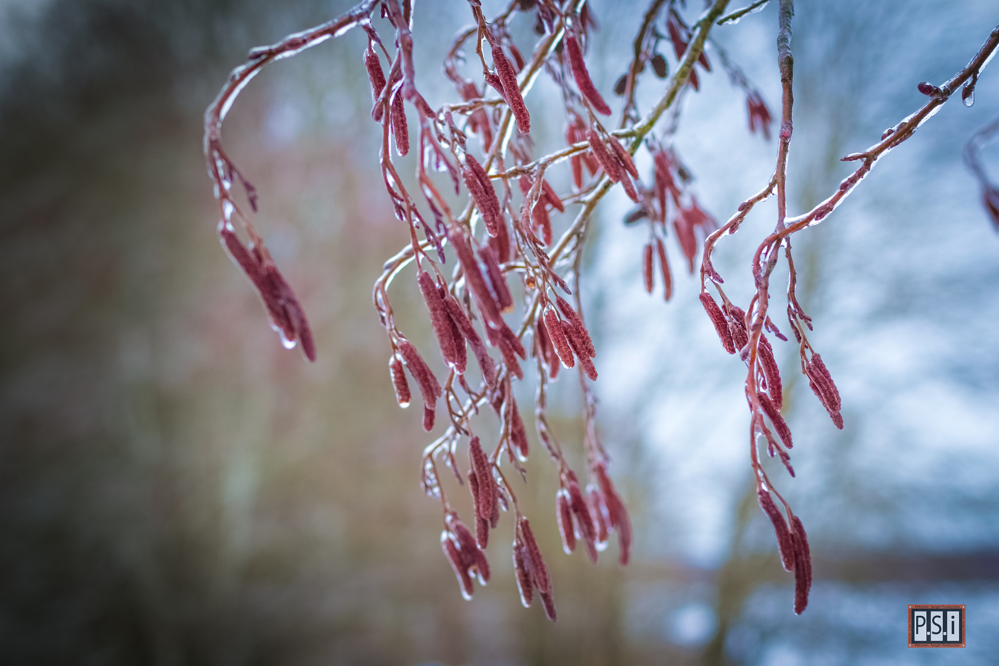 Nikon D3100 + Nikon AF Nikkor 50mm F1.4D sample photo. Branches in ice photography