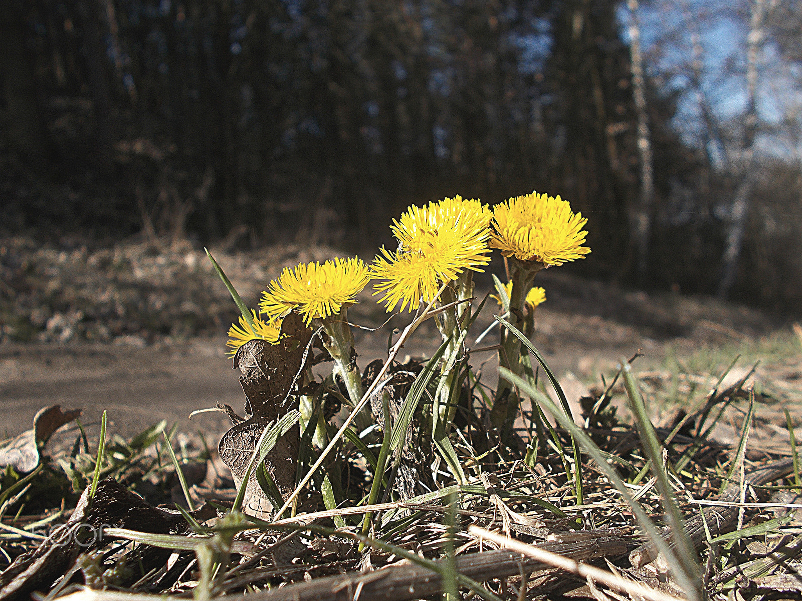 Nikon COOLPIX L27 sample photo. Dandelion photography