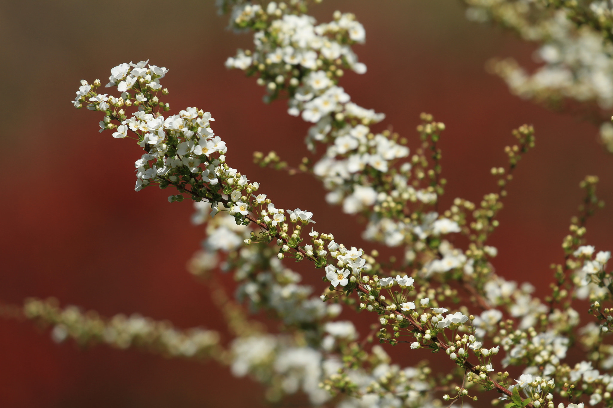 Canon EF 100-400mm F4.5-5.6L IS II USM sample photo. ユキヤナギ photography