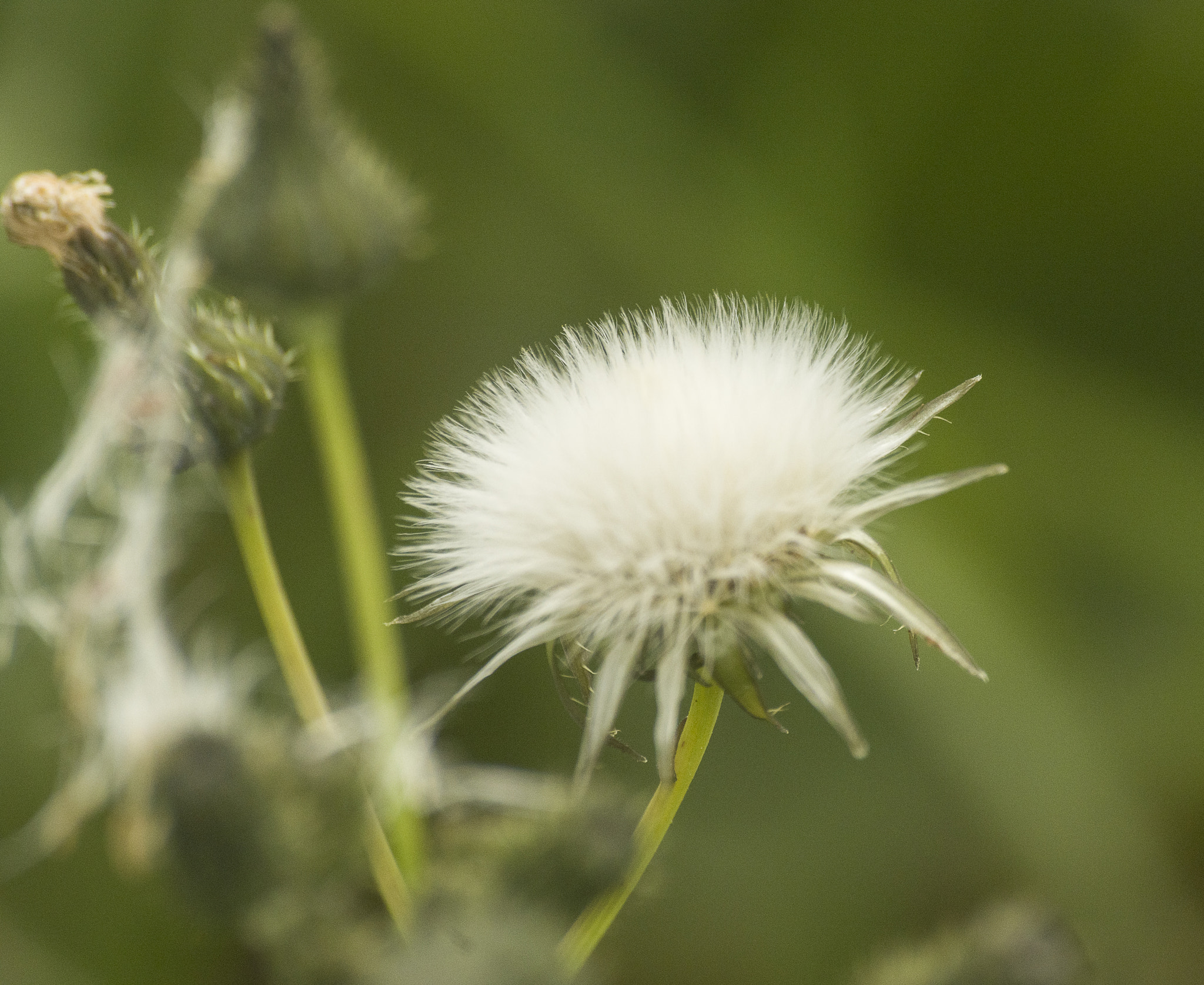 Pentax K-50 + Sigma sample photo. Diente de leon photography
