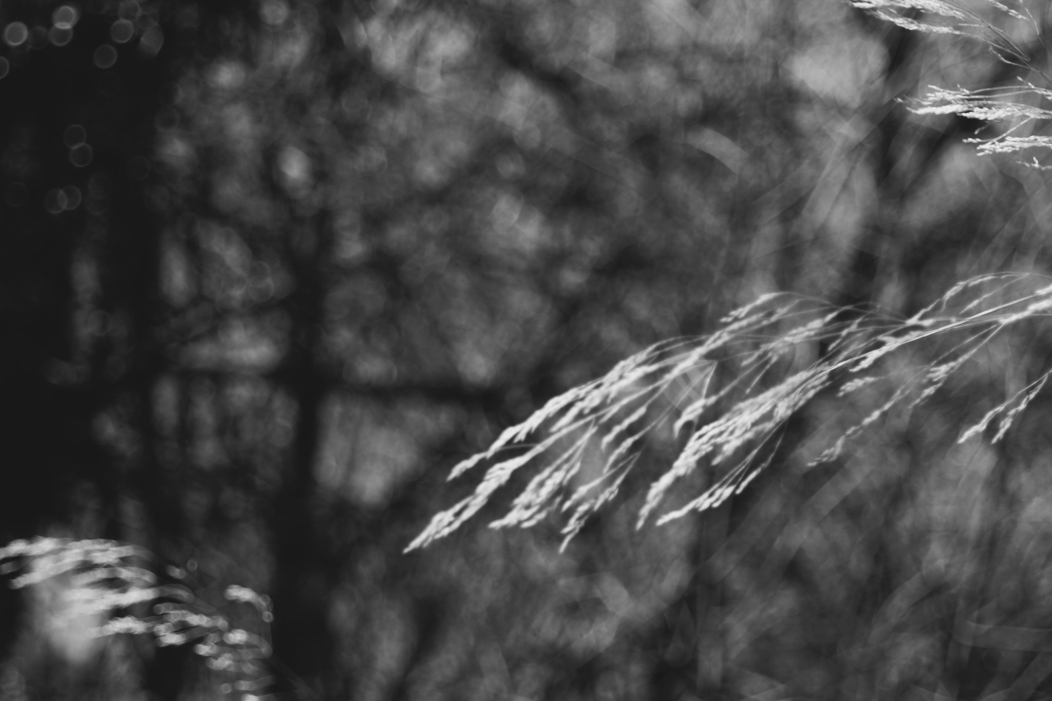 Canon EF 28-80mm f/3.5-5.6 sample photo. . photography