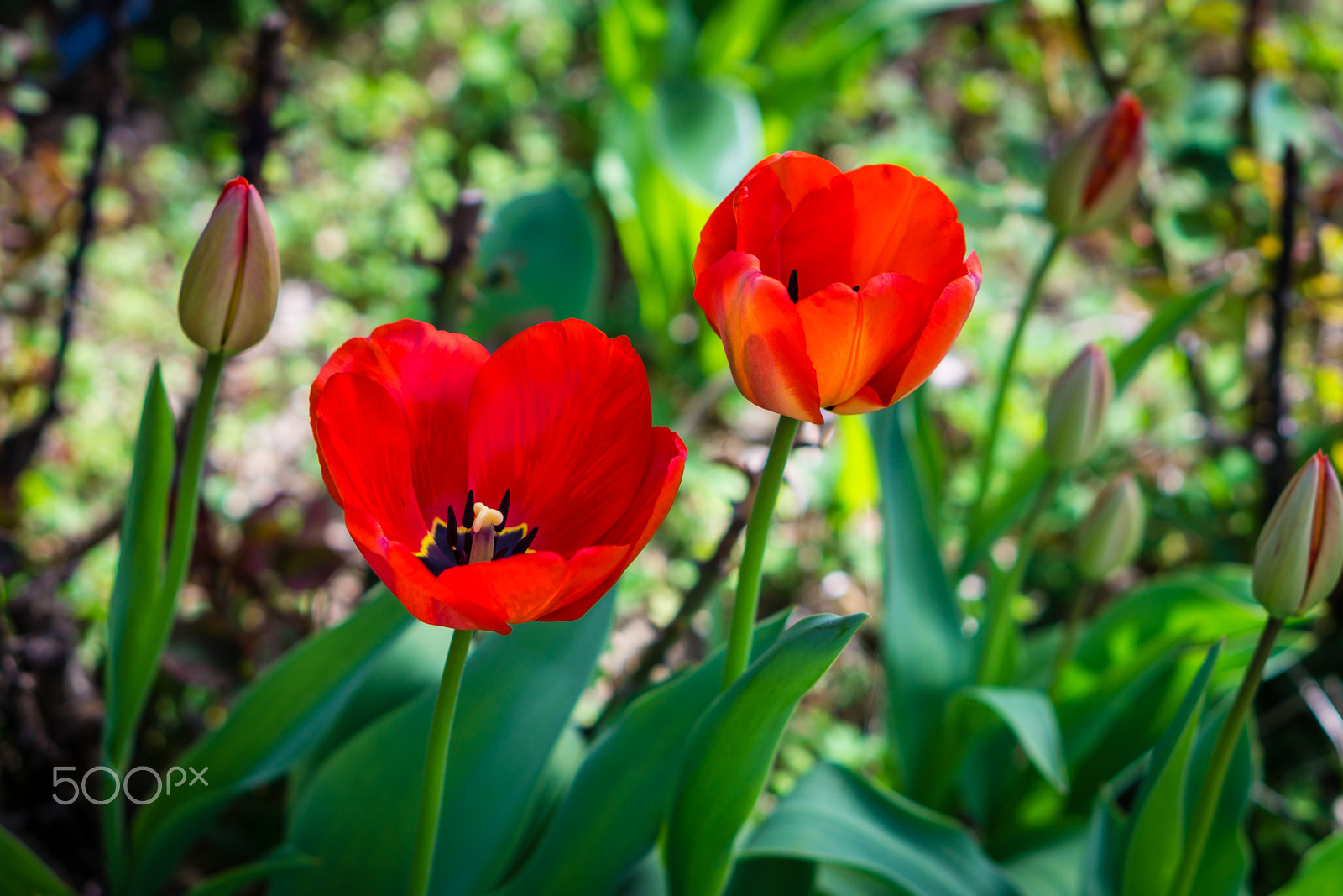 Sony a5100 + E 50mm F1.8 OSS sample photo. Some tulips just bloomed photography