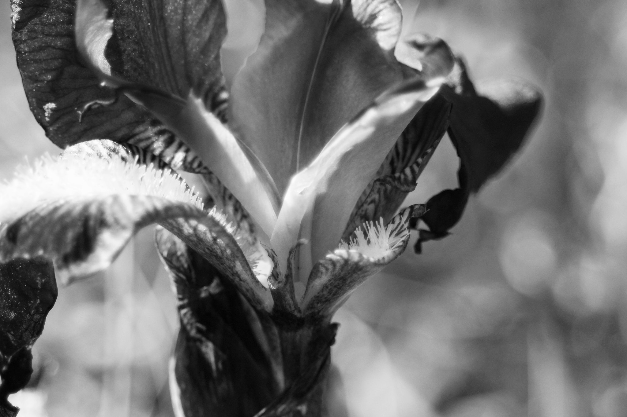 Canon EF 28-80mm f/3.5-5.6 sample photo. . photography