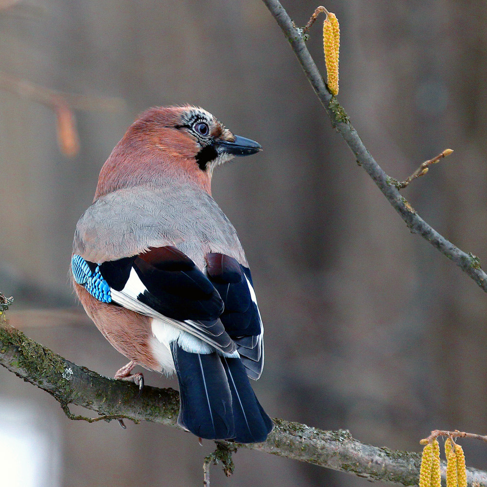 Canon EF 70-300mm F4-5.6L IS USM sample photo. Eurasian jay photography