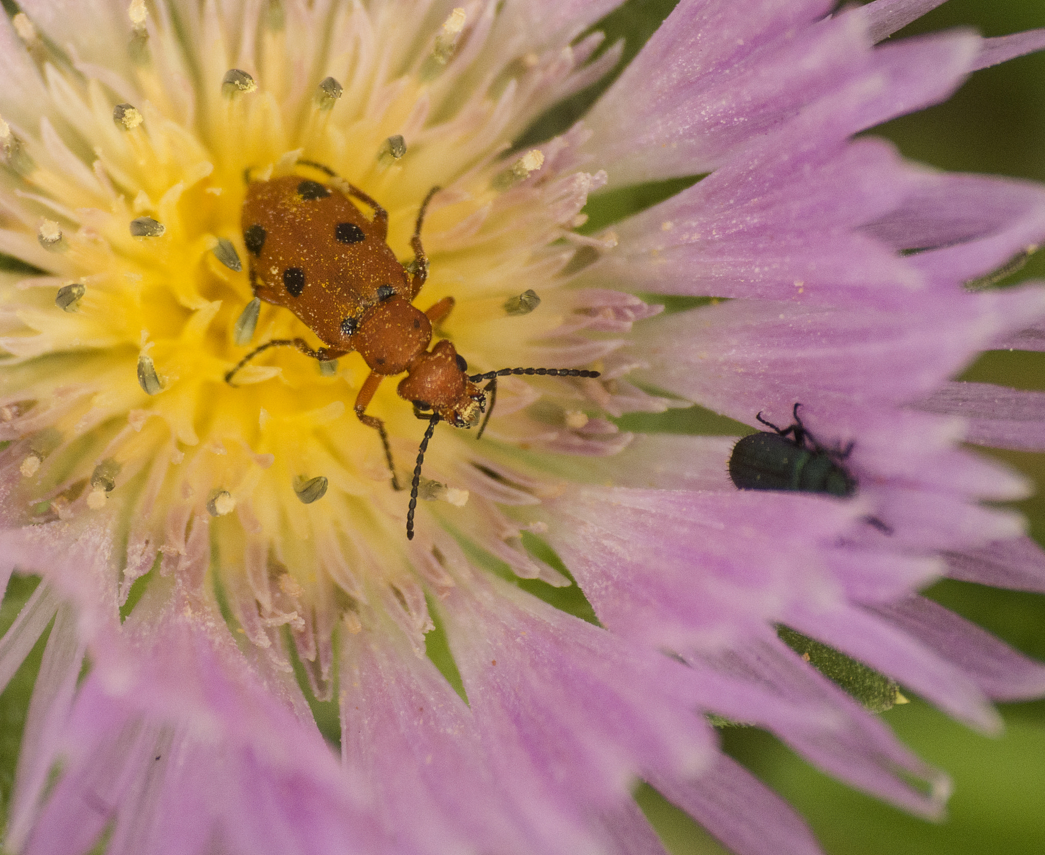 Pentax K-50 + Sigma sample photo. Fuera de mi casa!!-get out of my house!! photography