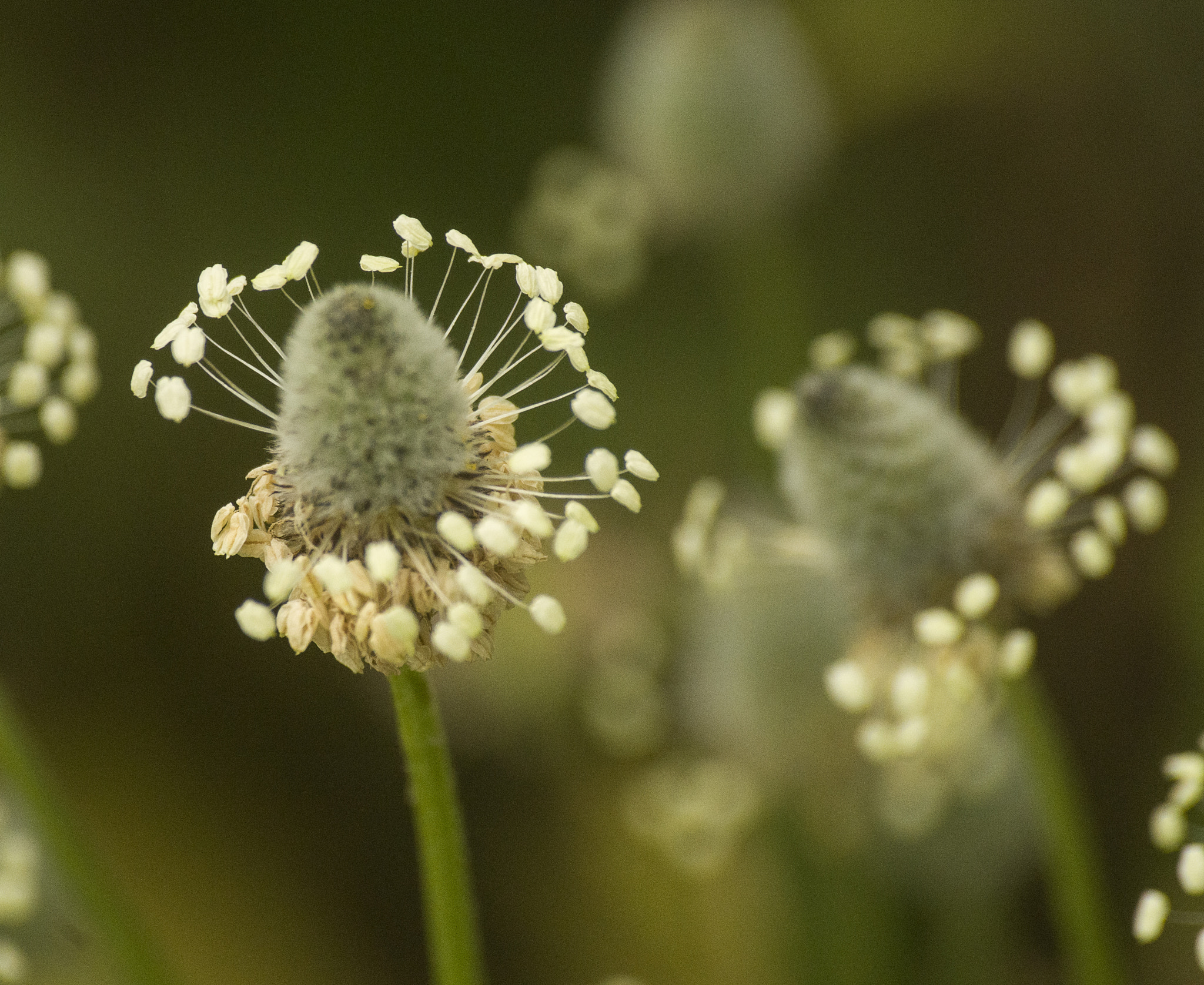 Pentax K-50 + Sigma sample photo. Planta photography