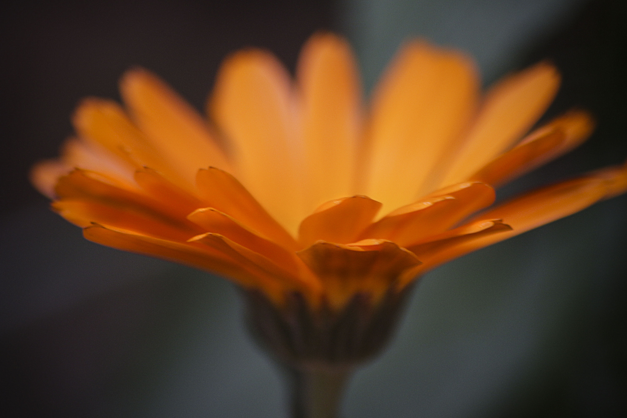 Sigma 70-300mm F4-5.6 APO DG Macro sample photo. Calendula officinalis photography