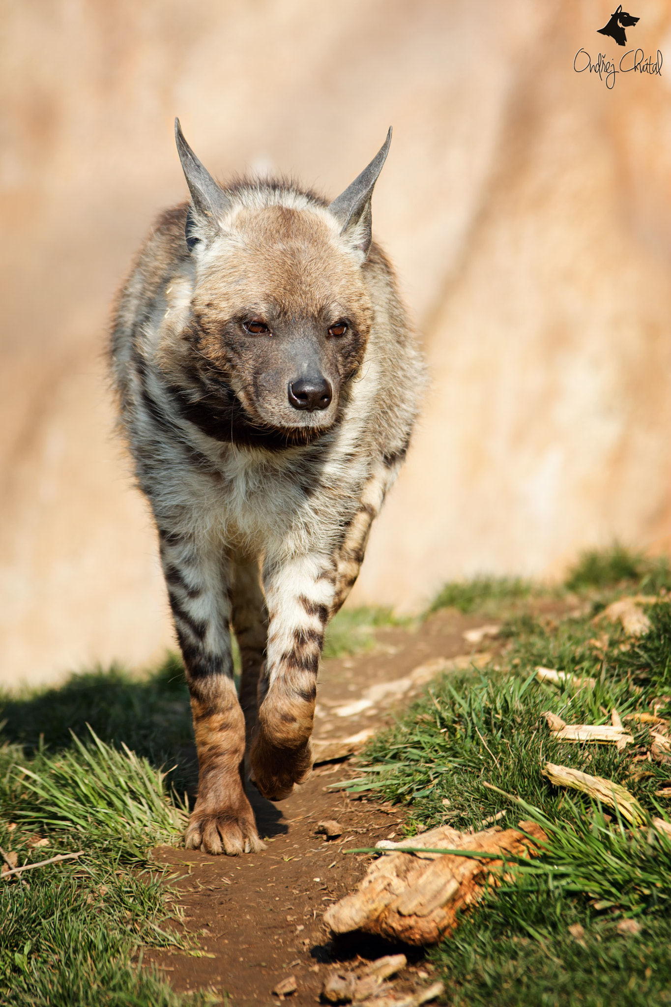 70.00 - 200.00 mm f/2.8 sample photo. Striped hyena (hyaena hyaena) photography