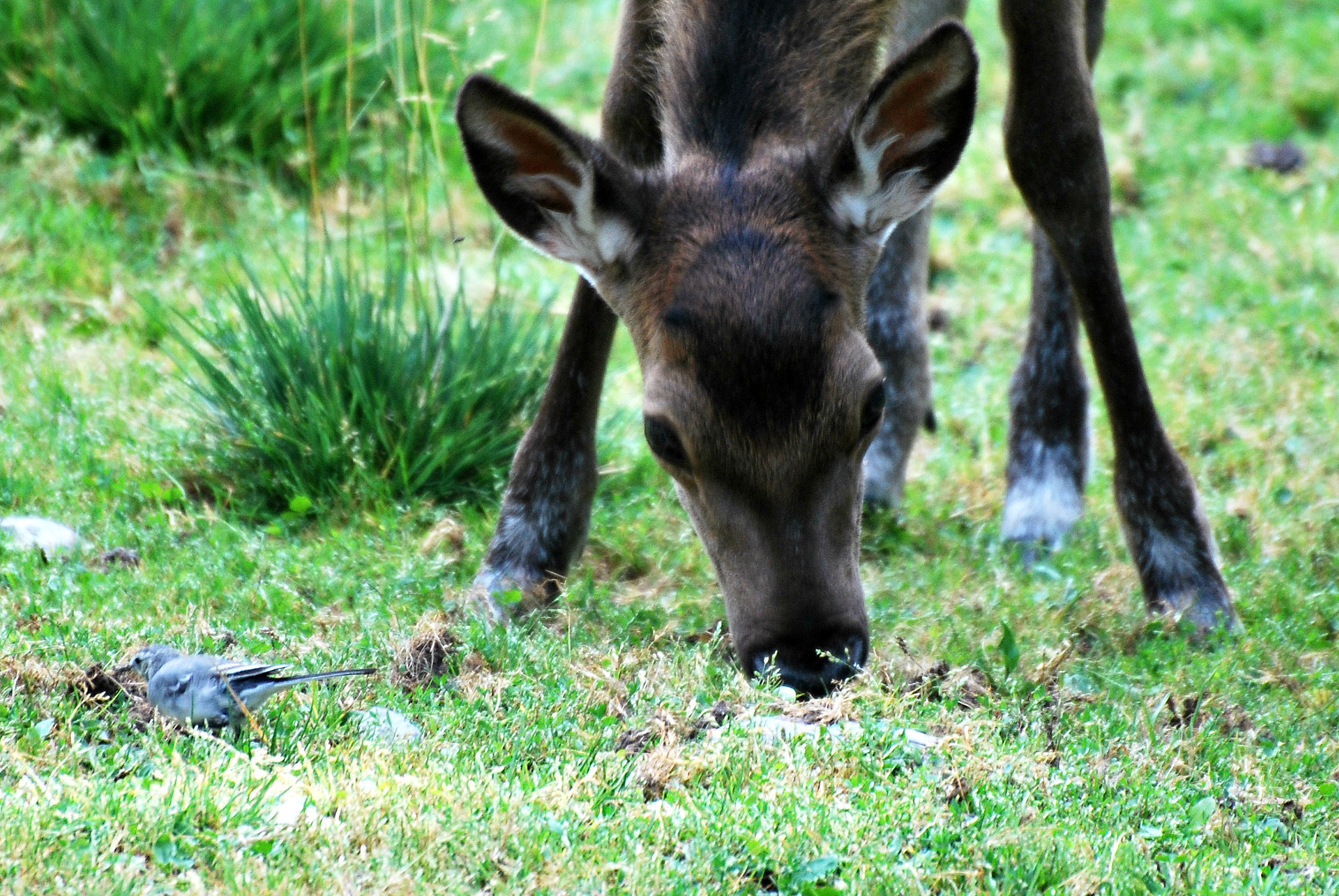 Nikon D60 sample photo. Fawn and the little bird photography