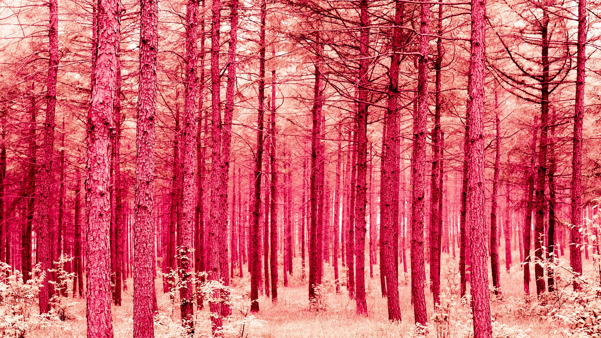 Nikon D3S sample photo. Red forest photography