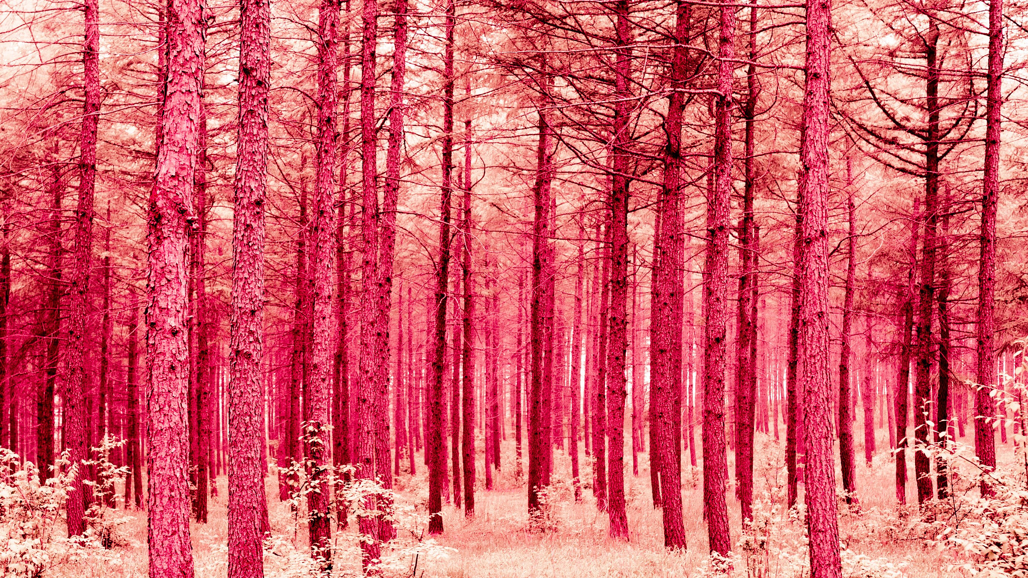 Nikon AF-S Nikkor 28-70mm F2.8 ED-IF sample photo. Red forest photography