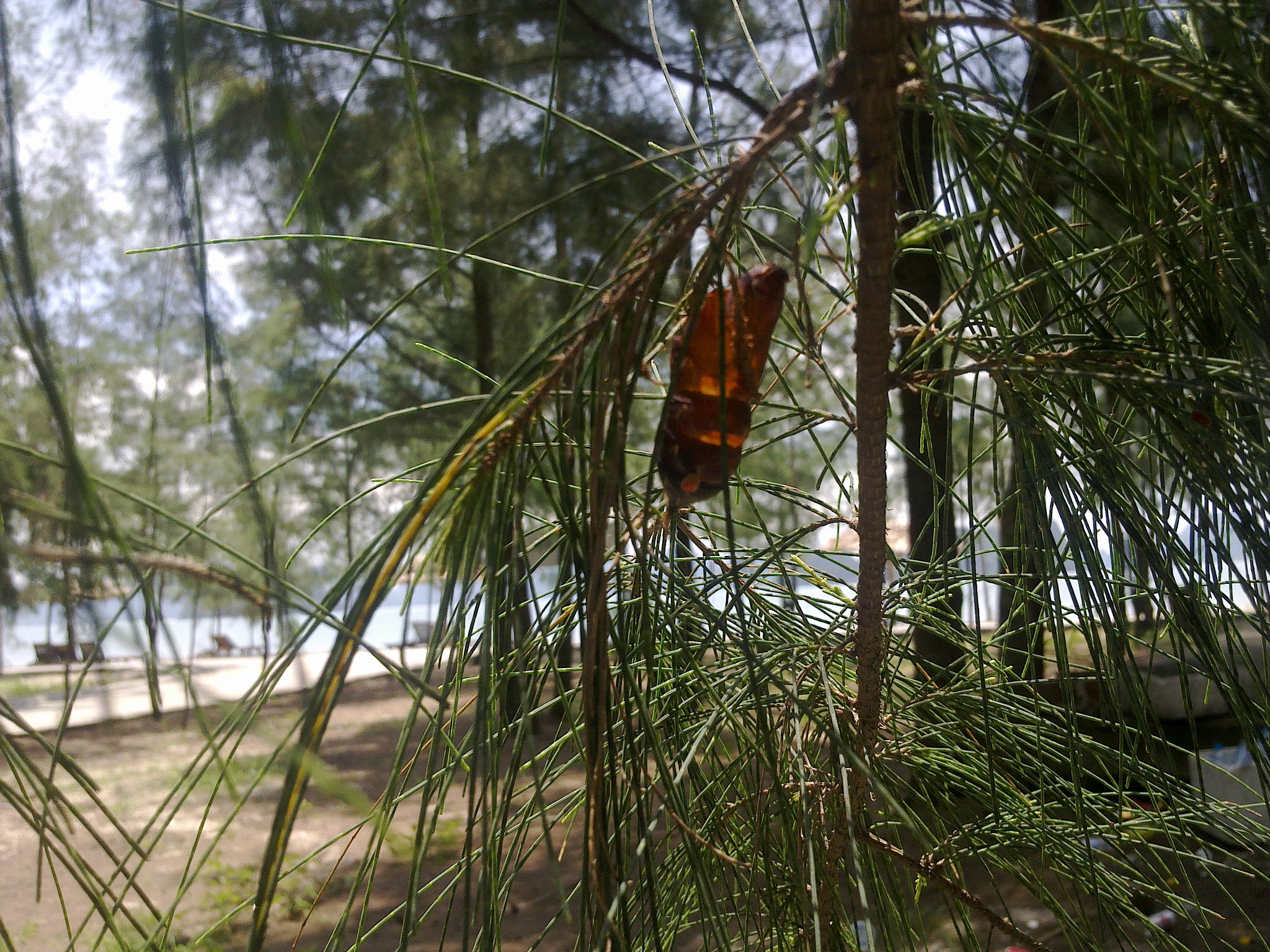 Nokia 6700s sample photo. A little cicada is going to say "hi" to the world photography