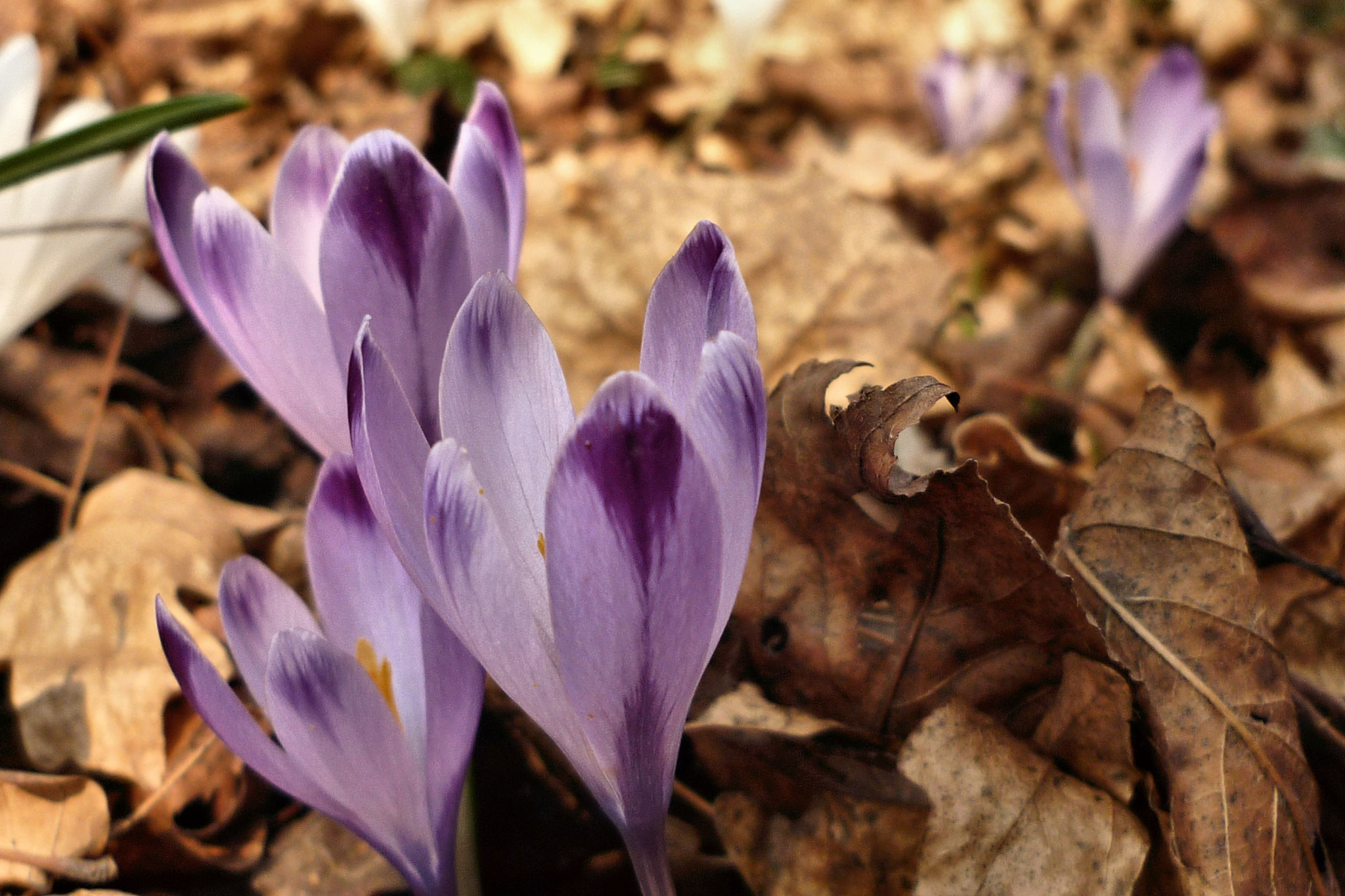 Panasonic DMC-FS62 sample photo. Crocus photography