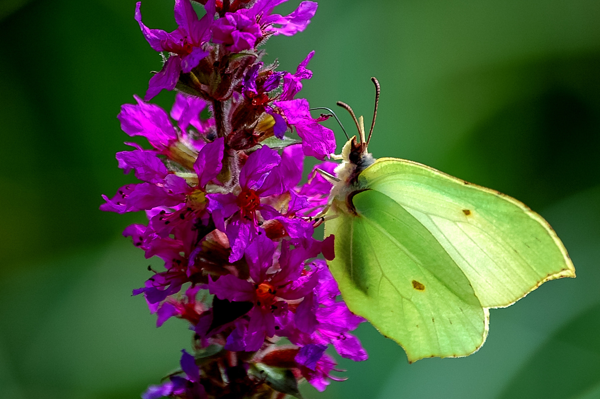 Nikon D70s sample photo. Citroenvlinder photography