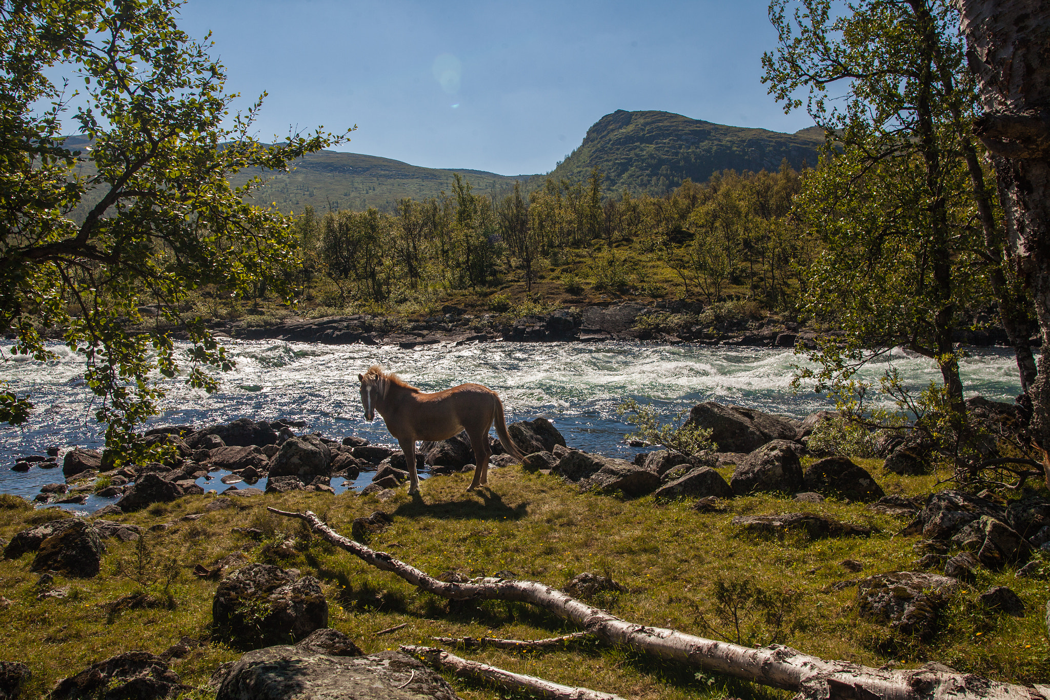 Sigma 28mm f/1.8 DG Macro EX sample photo. Horse in the wild photography