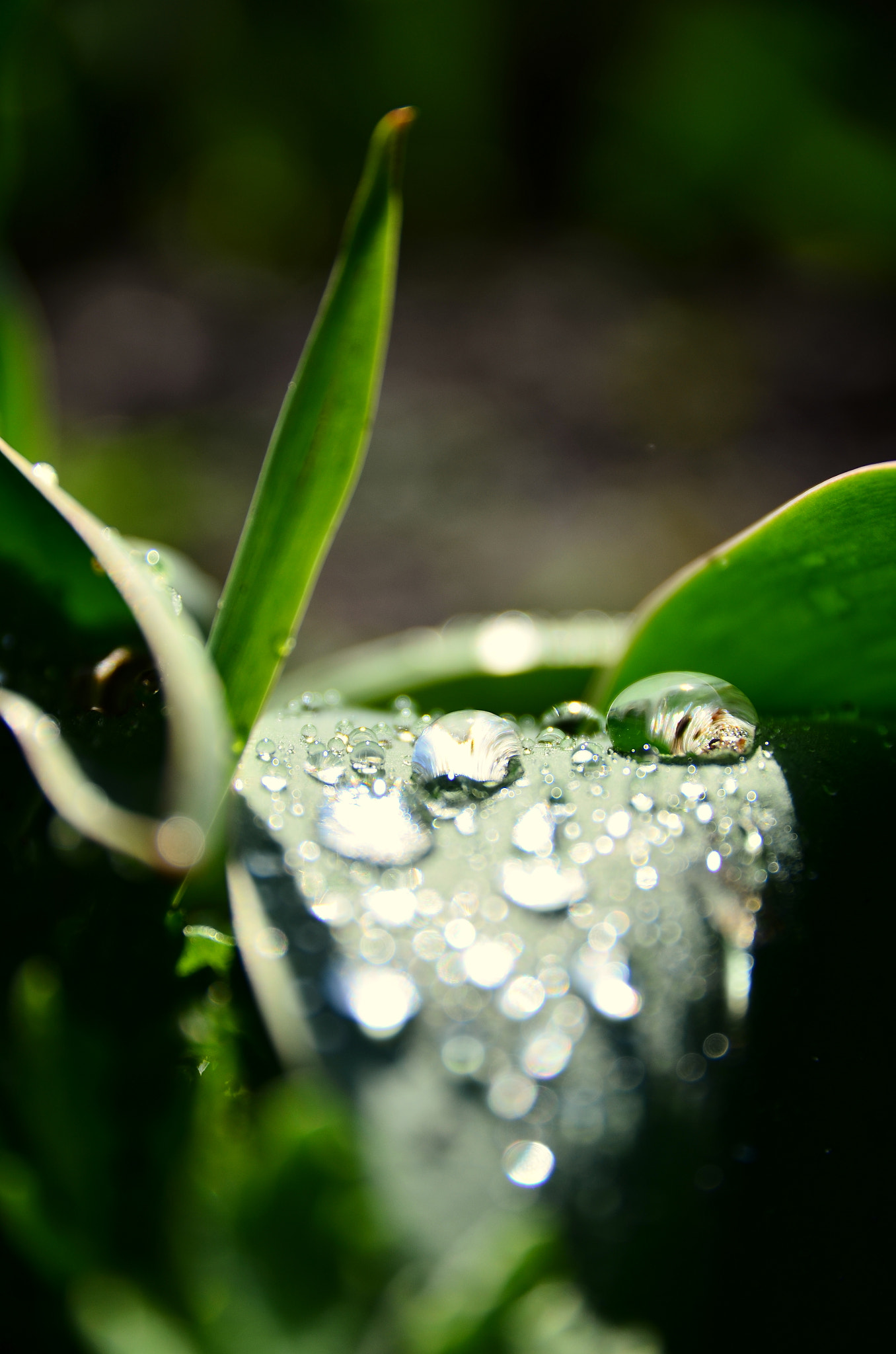 Sigma 17-70mm F2.8-4 DC Macro OS HSM | C sample photo. Rain droplets photography