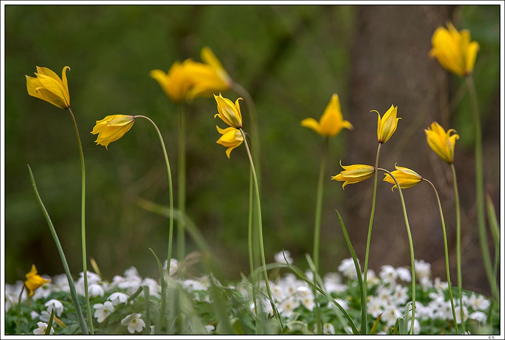 Sony a99 II + Tamron SP AF 70-200mm F2.8 Di LD (IF) MACRO sample photo. Wild tulips photography