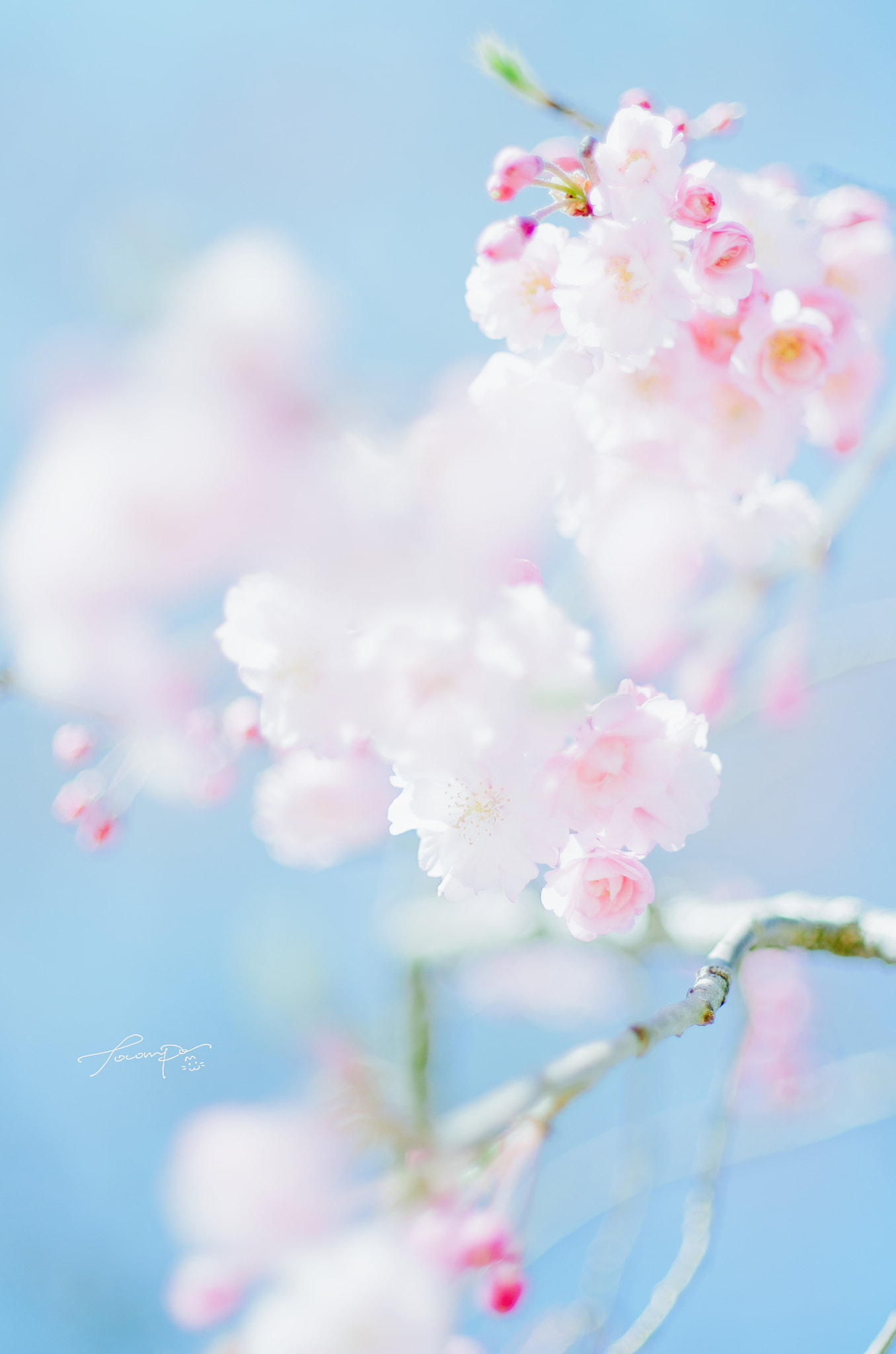 Pentax smc DA* 55mm F1.4 SDM sample photo. Happy color photography