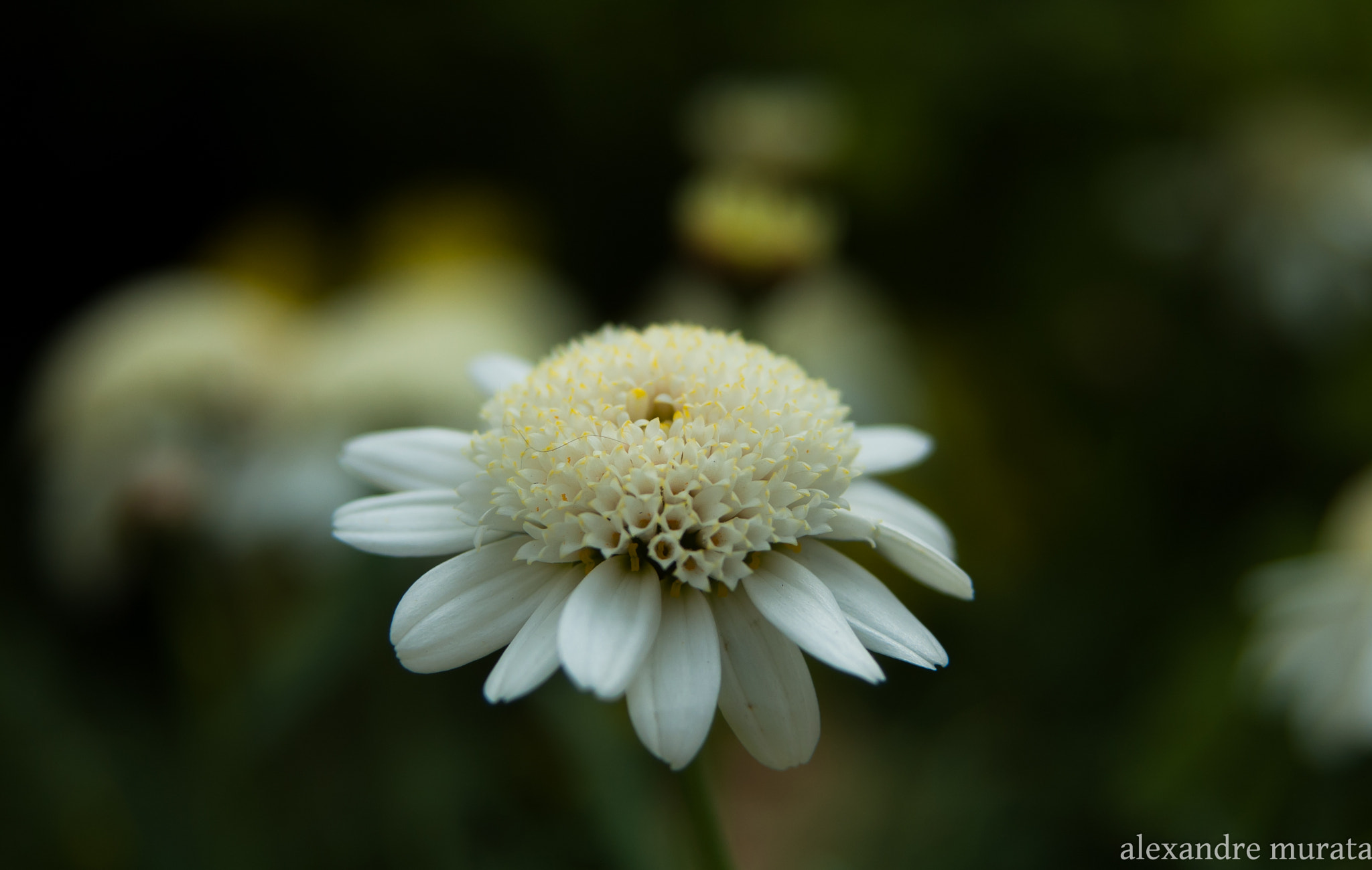 AF Zoom-Nikkor 28-80mm f/3.5-5.6D sample photo. A day in the park photography