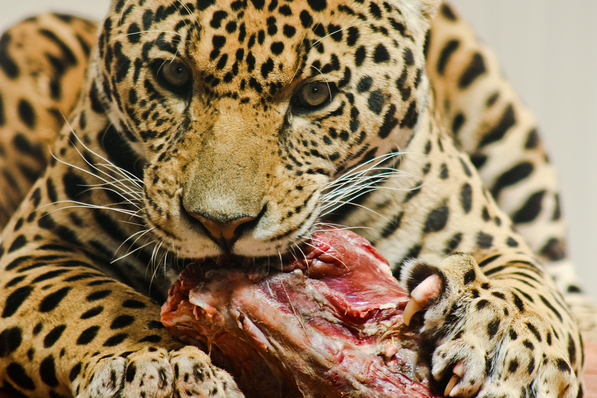 Canon EF 75-300mm f/4-5.6 USM sample photo. Hunk o' meat photography
