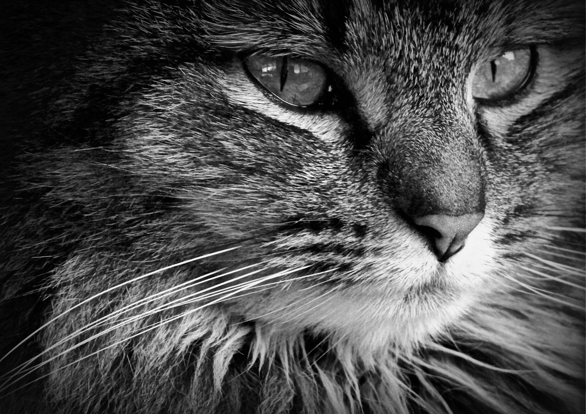 Kodak Z812 IS ZOOM DIGITAL CAMERA sample photo. House tigress photography