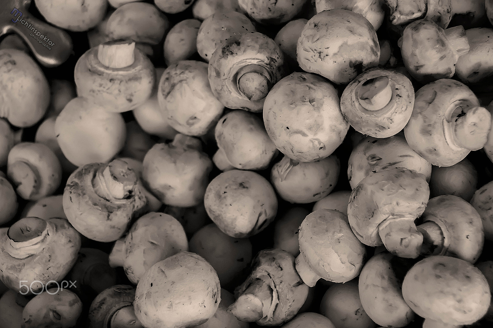 Sony DT 18-250mm F3.5-6.3 sample photo. Mushrooms photography