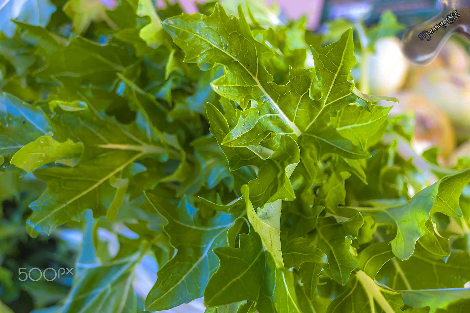 Sony DT 18-250mm F3.5-6.3 sample photo. Fresh green photography