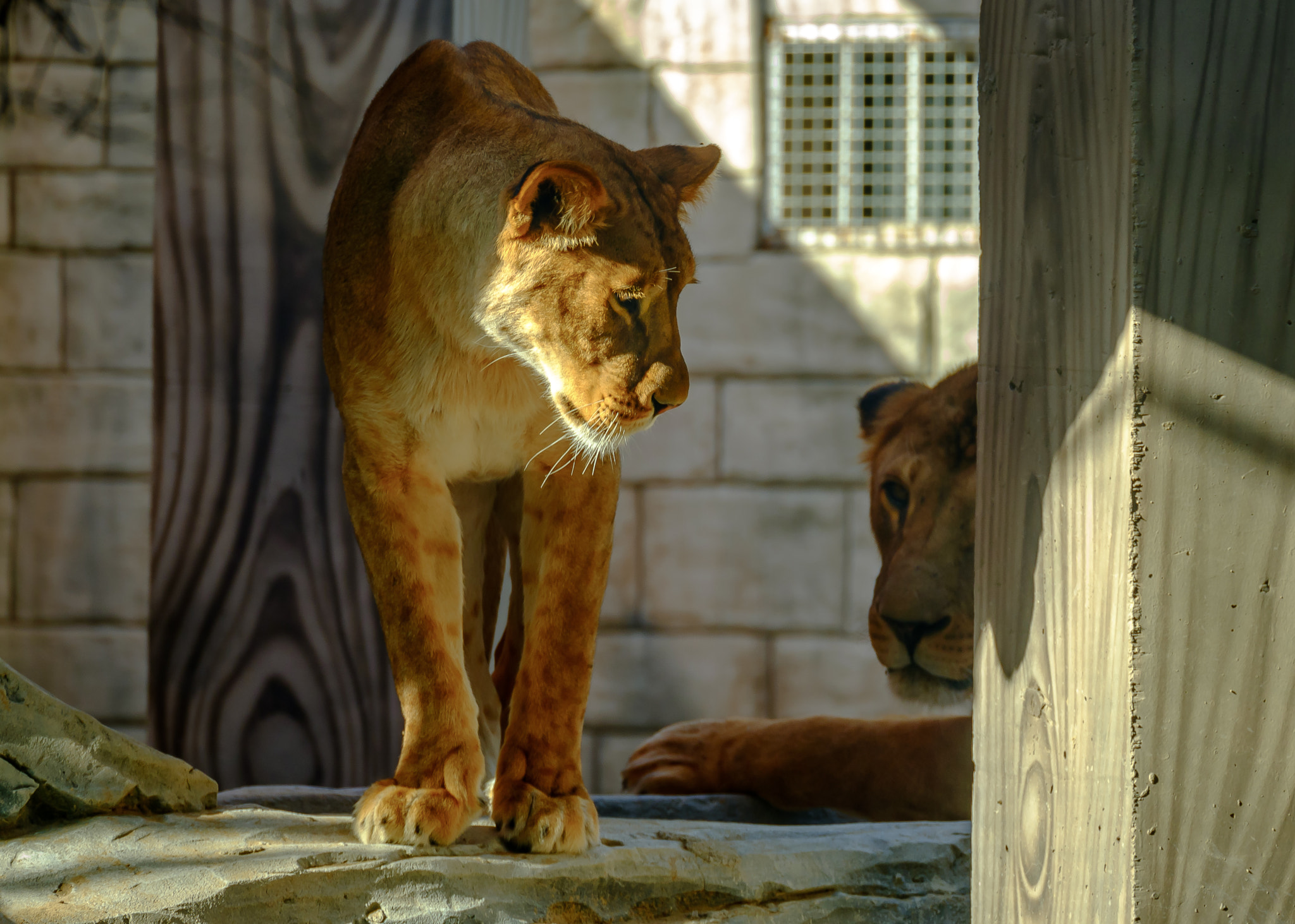 Fujifilm X-A1 + Fujifilm XC 50-230mm F4.5-6.7 OIS sample photo. Lions photography