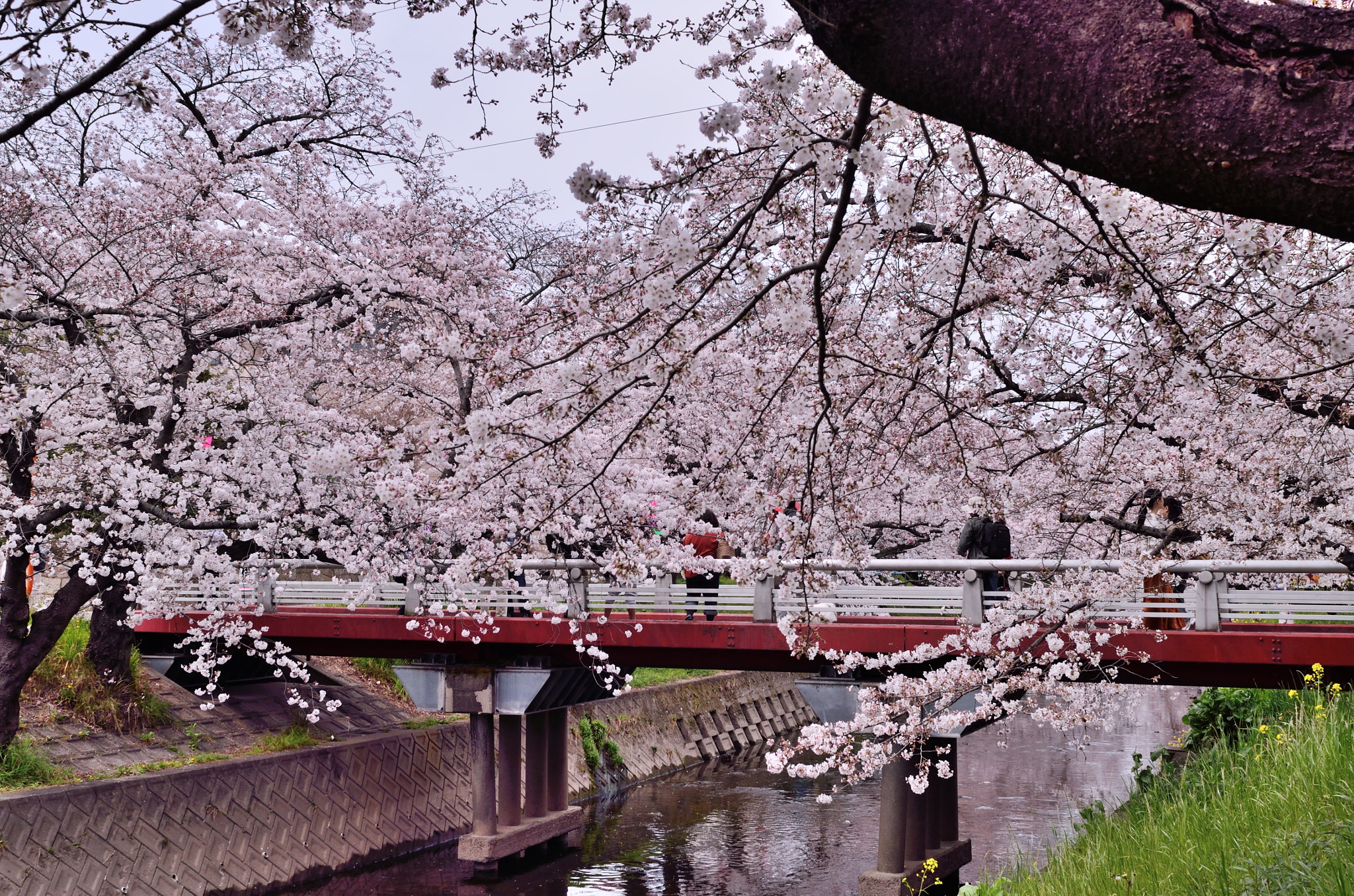 Nikon D7000 + Nikon AF Nikkor 28mm F2.8D sample photo. Cherry tree full bloom photography