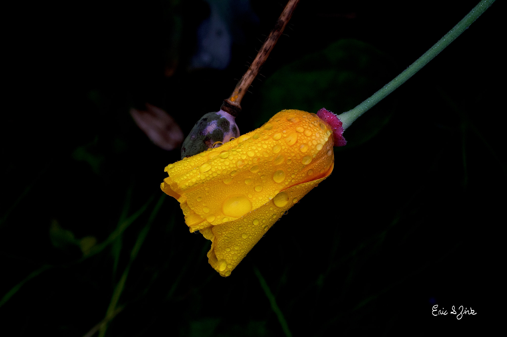 Canon EOS 60D + Tamron SP AF 90mm F2.8 Di Macro sample photo. Yellow drops photography