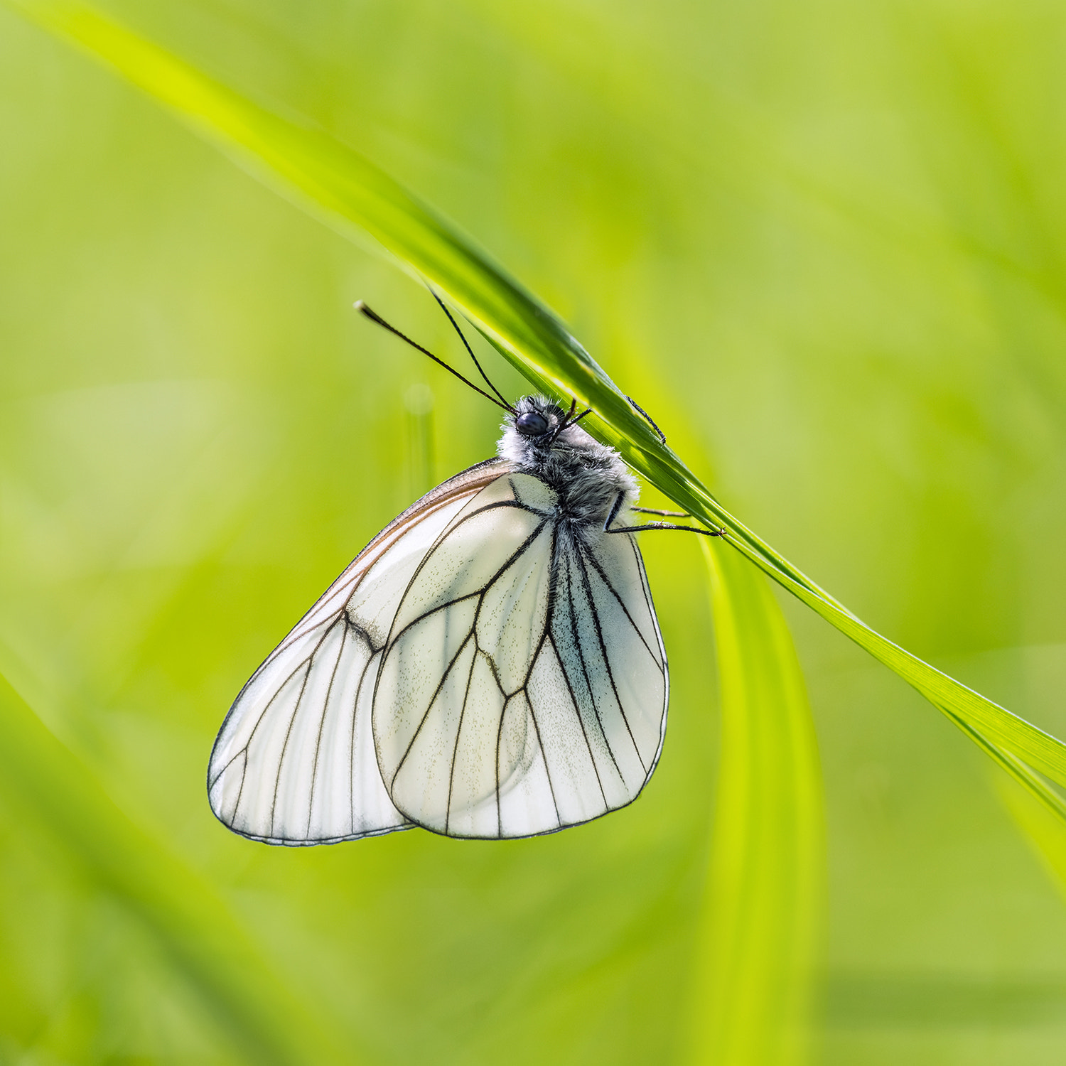 Sony a99 II + Sony 100mm F2.8 Macro sample photo. Black-veined white butterfly photography