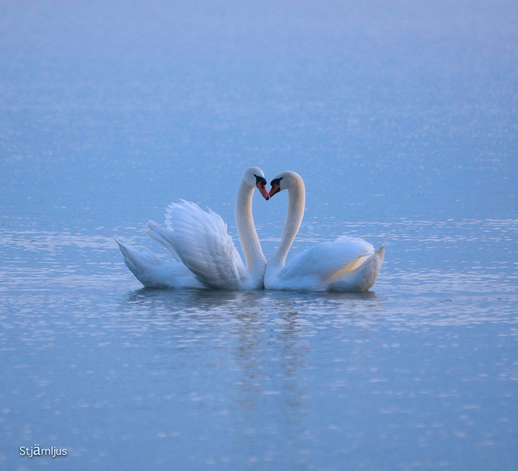 Sony 75-300mm F4.5-5.6 sample photo. Love photography