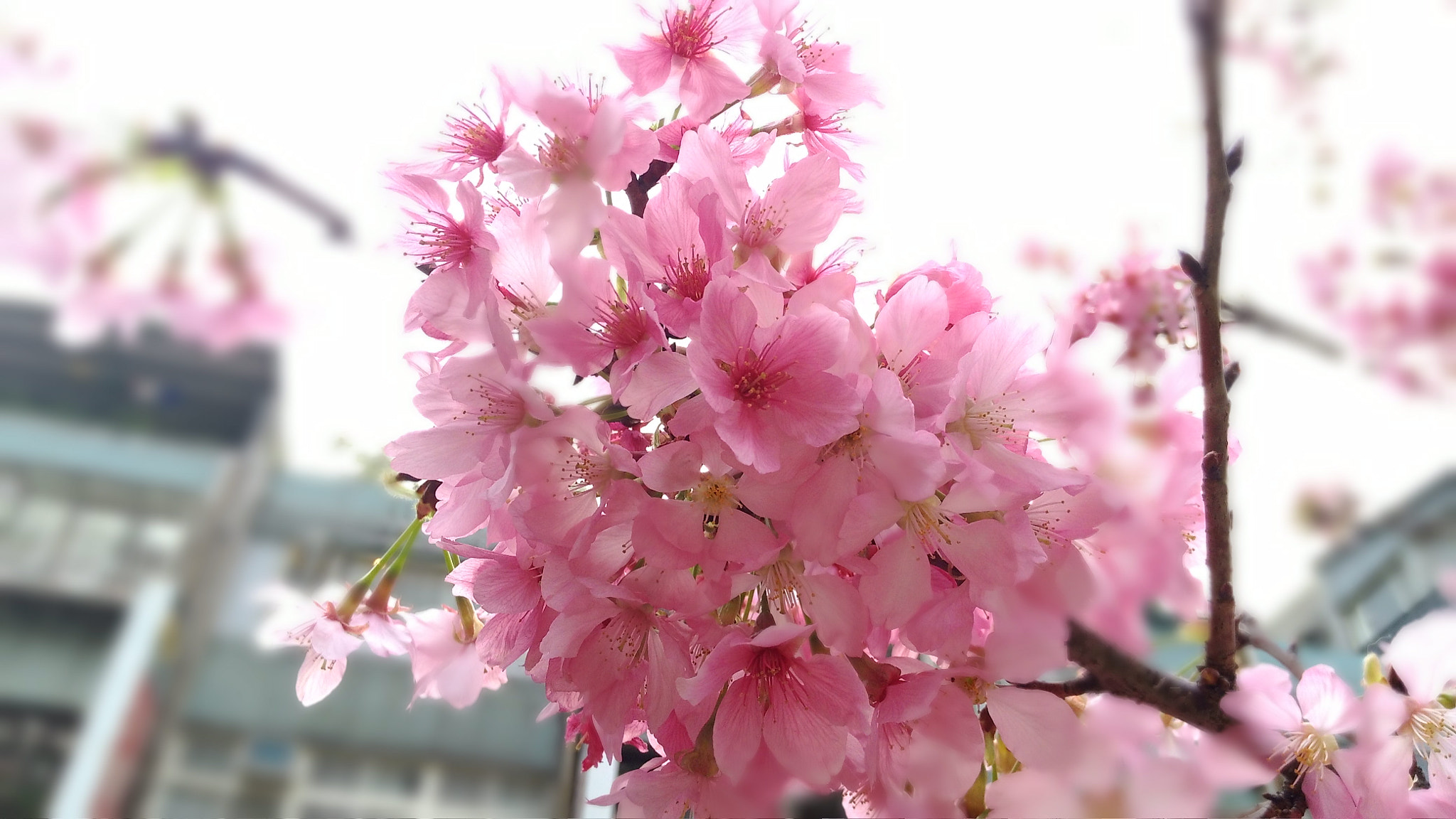 ASUS PadFone sample photo. Cherry bloom photography