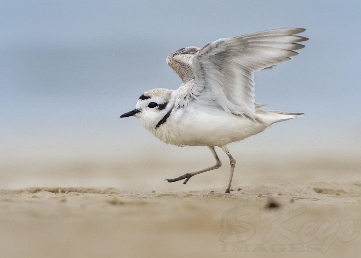 Nikon D7200 + Sigma 500mm F4.5 EX DG HSM sample photo. Breeze (snowy plover) photography