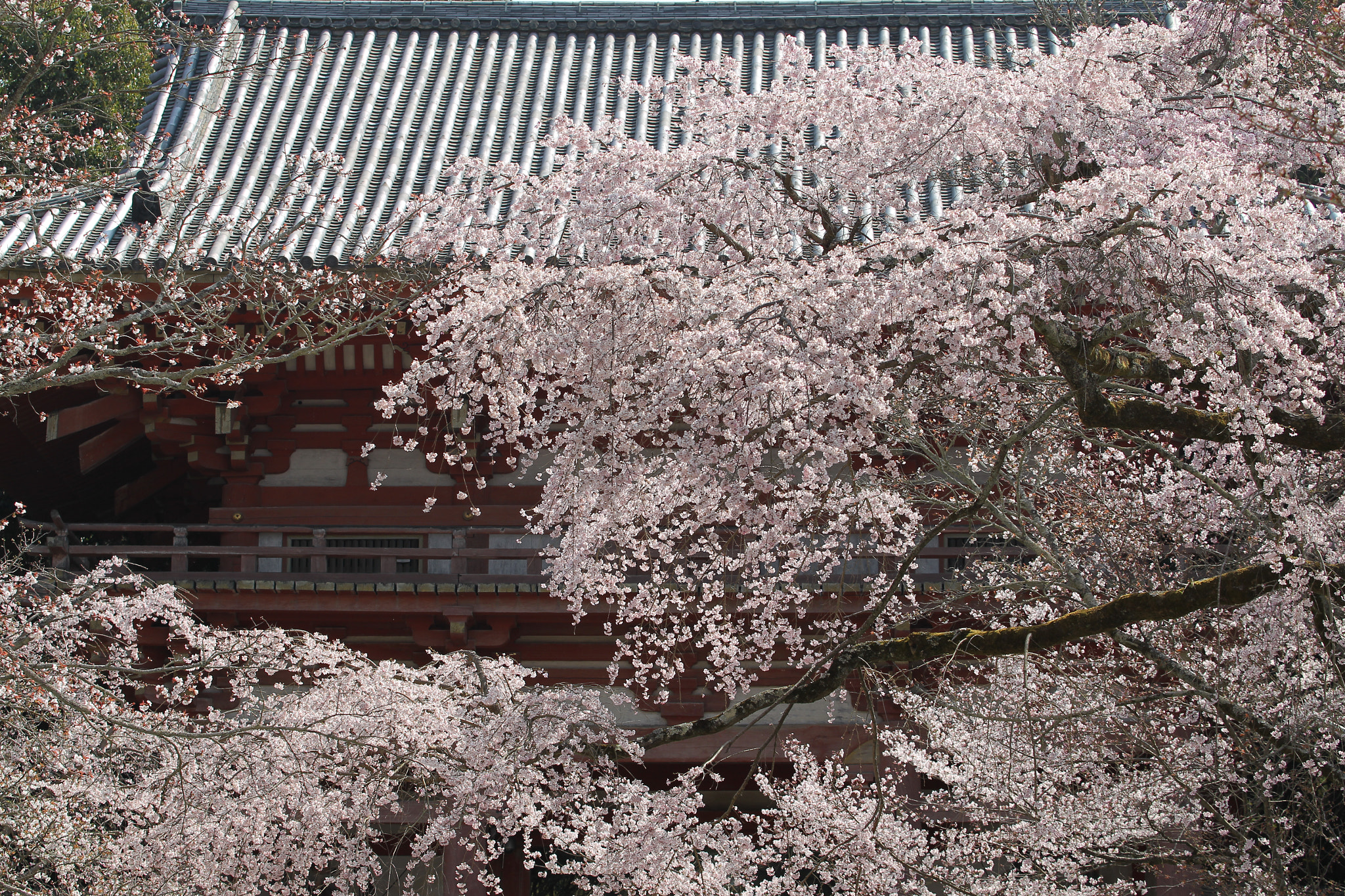 Canon EF 70-300mm F4-5.6L IS USM sample photo. Beautiful sakura in full bloom which tell coming of spring at kyoto, japan photography