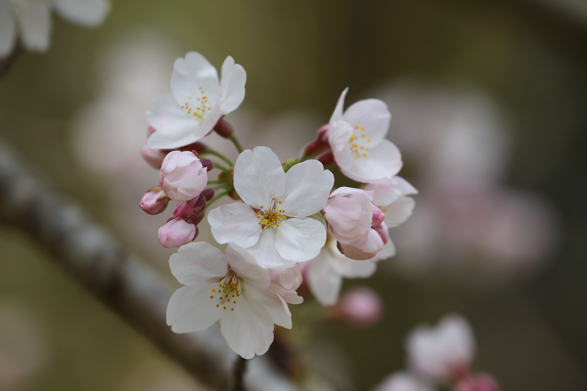 Canon EF 70-300mm F4-5.6L IS USM sample photo. Beautiful sakura in full bloom which tell coming of spring at kyoto, japan photography