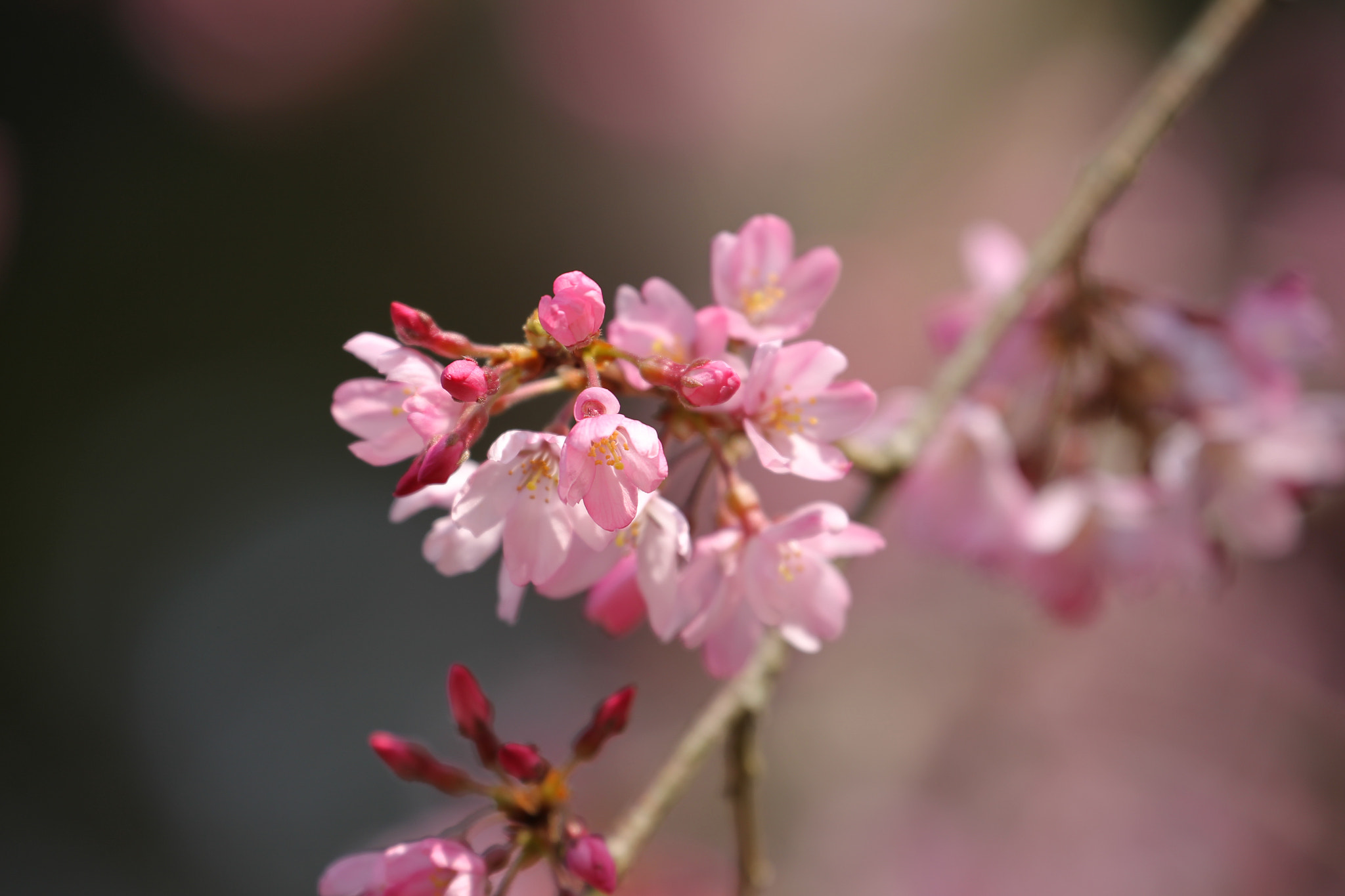 Canon EF 70-300mm F4-5.6L IS USM sample photo. Beautiful sakura in full bloom which tell coming of spring at kyoto, japan photography