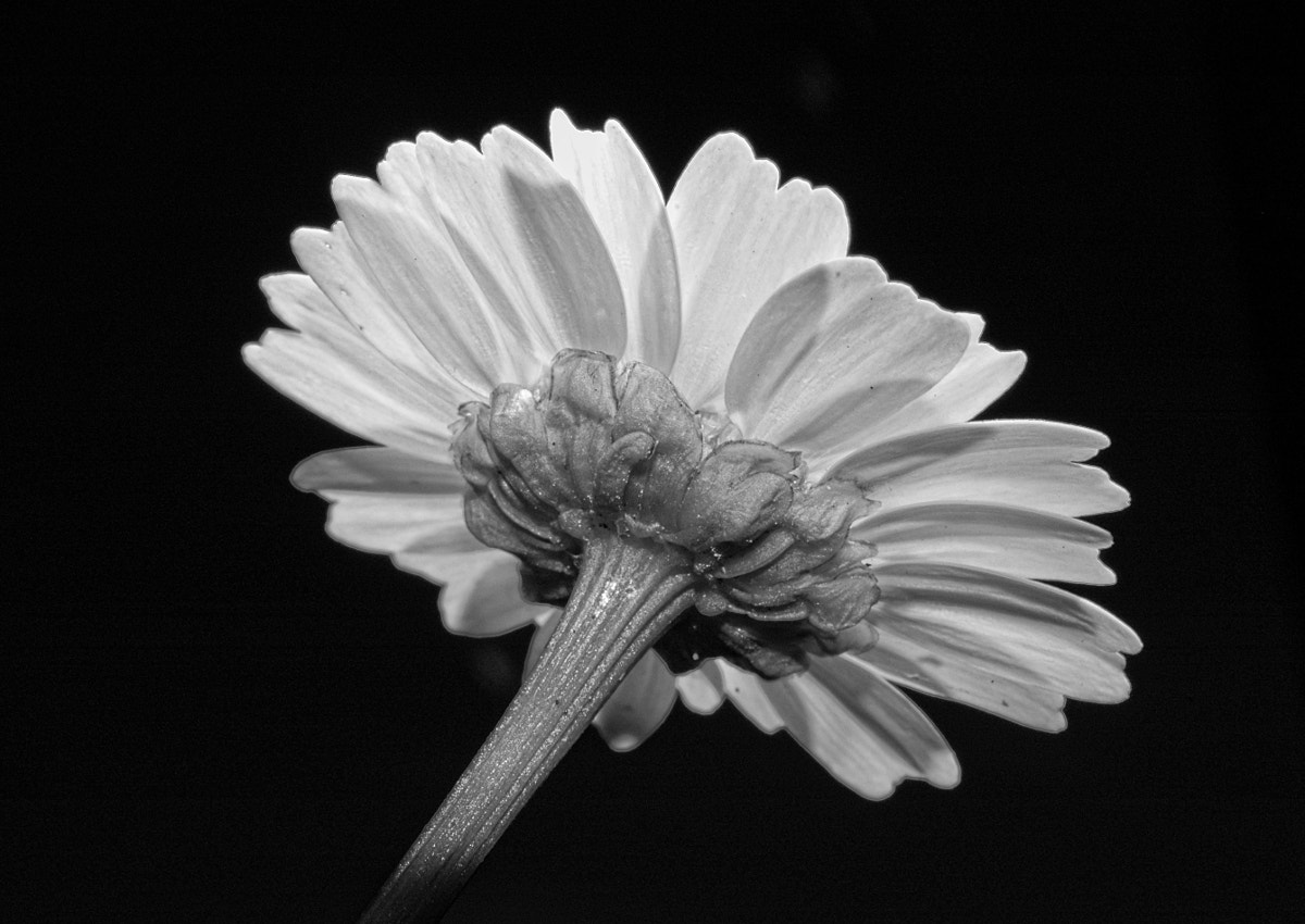 AF Zoom-Nikkor 35-70mm f/3.3-4.5 N sample photo. # photography