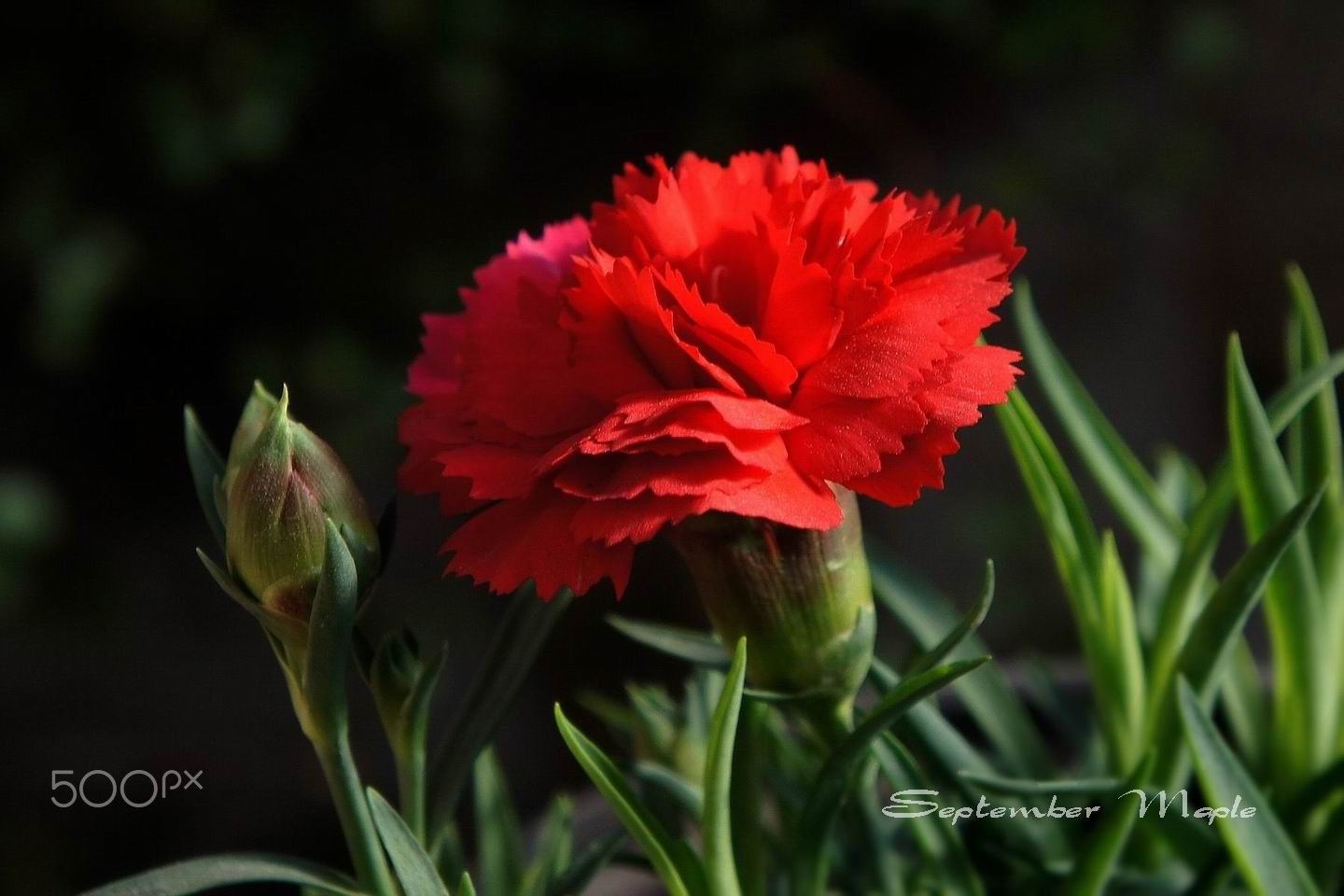 Sony NEX-5C sample photo. 红色康乃馨 photography